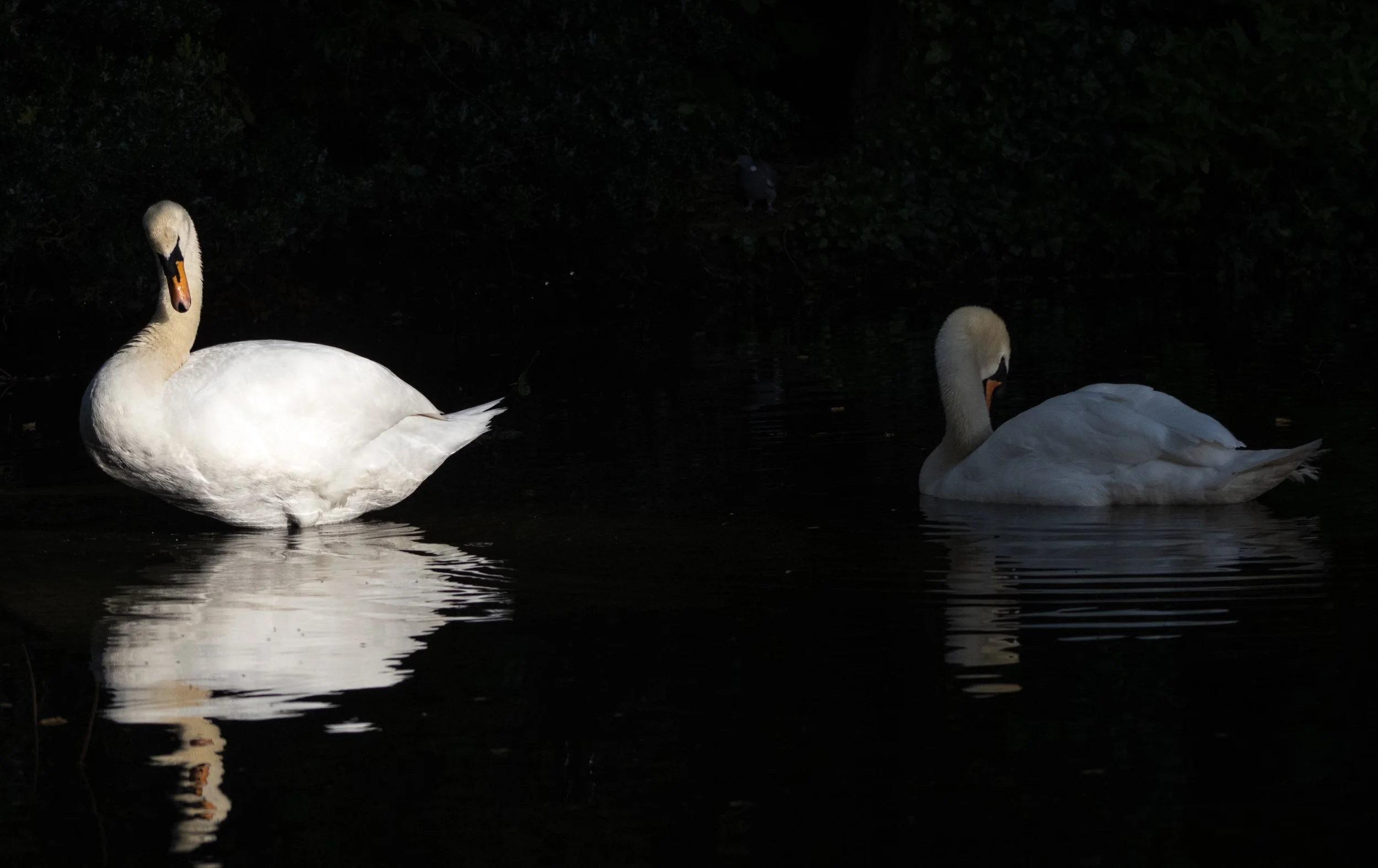 Birds MaddieM-1153.jpg