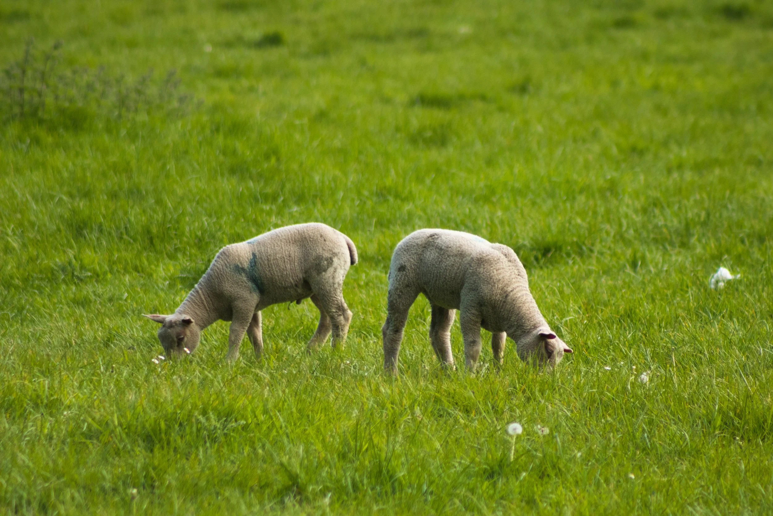 Blarney MaddieM-1341.jpg