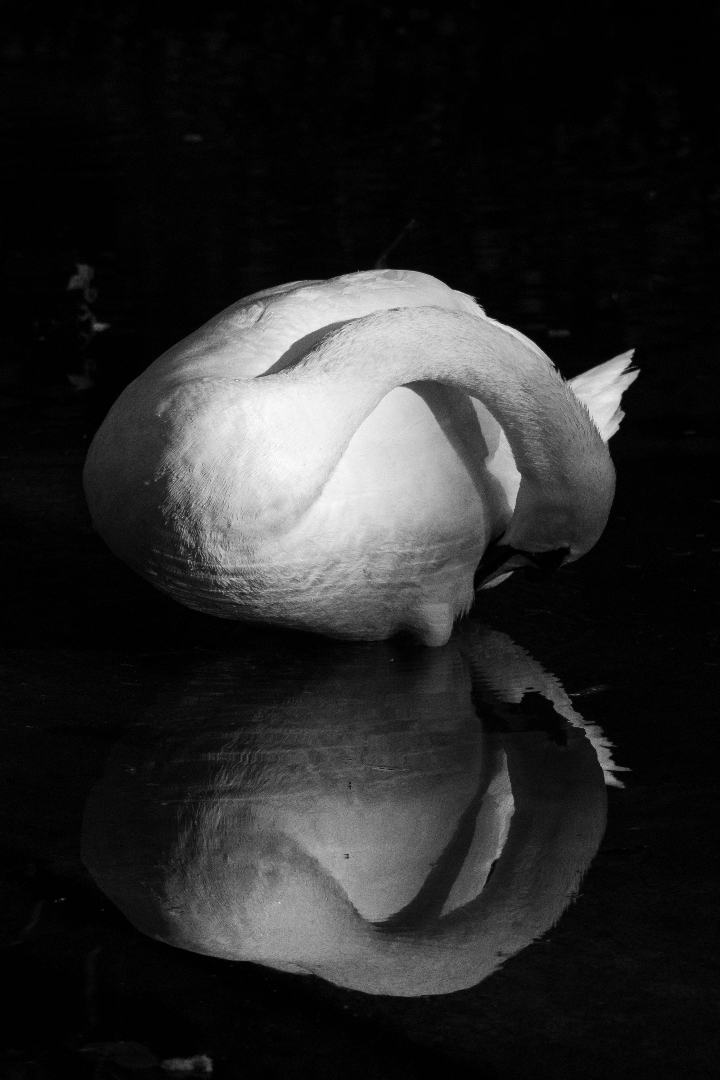 Birds MaddieM-1188.jpg