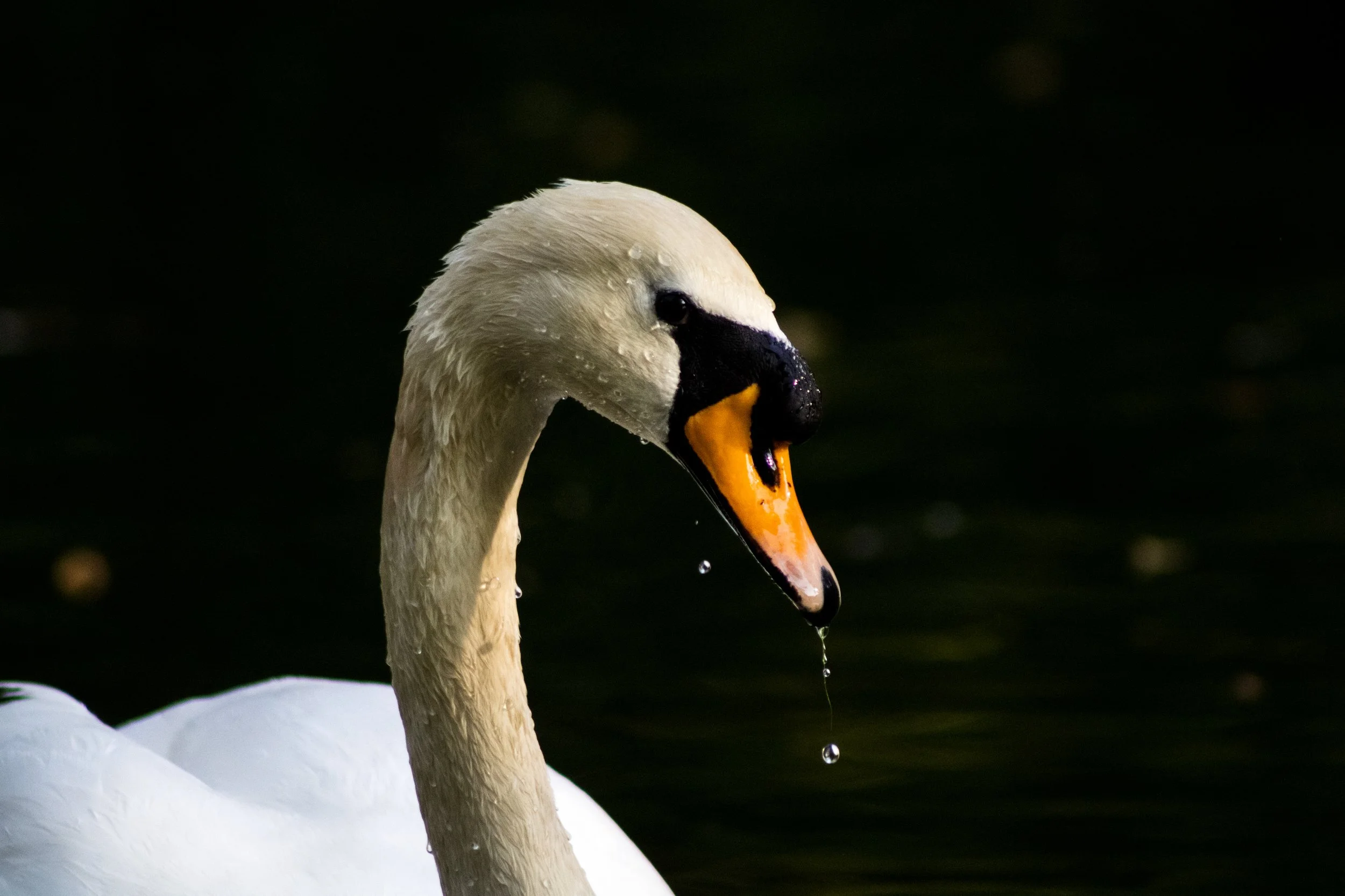 Birds MaddieM-1084.jpg