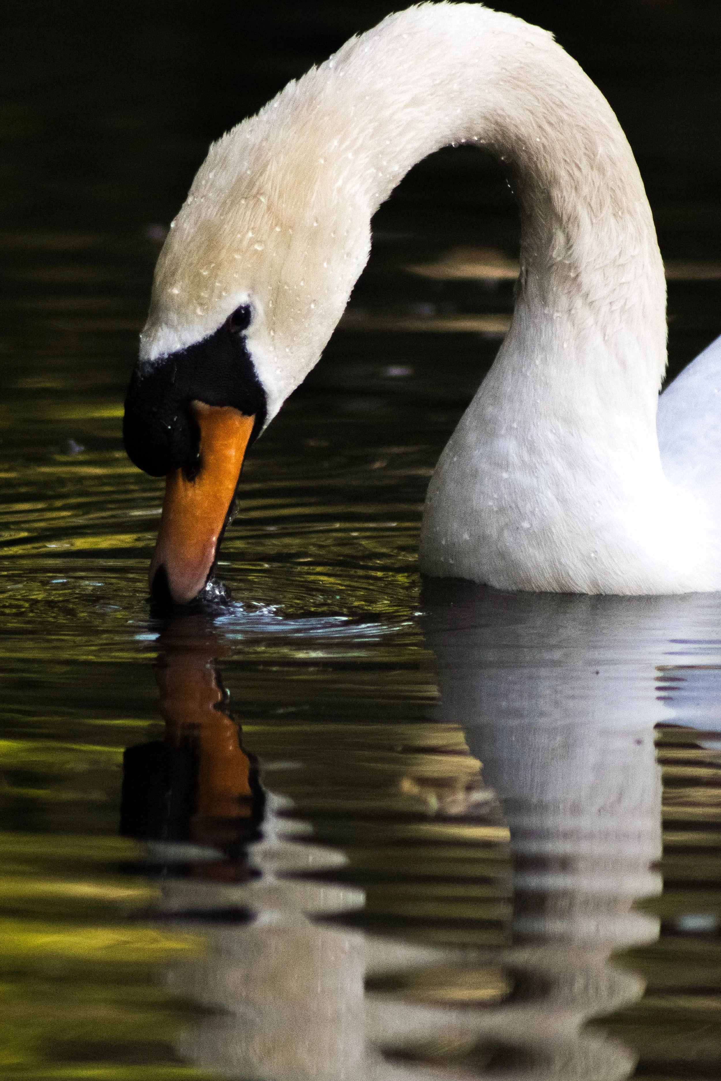 Birds MaddieM-1108.jpg