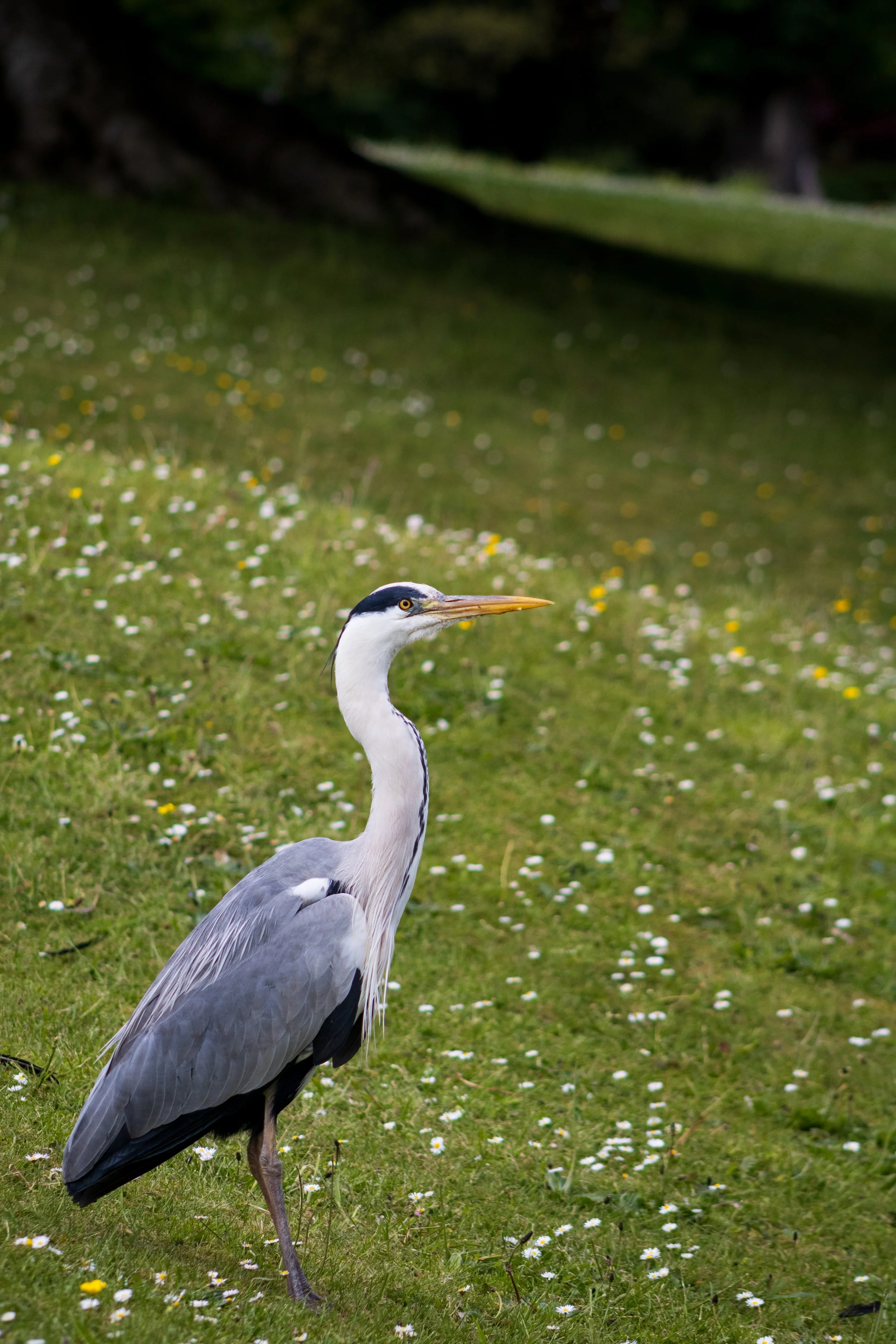 Phoniex Park MaddieM-2233.jpg