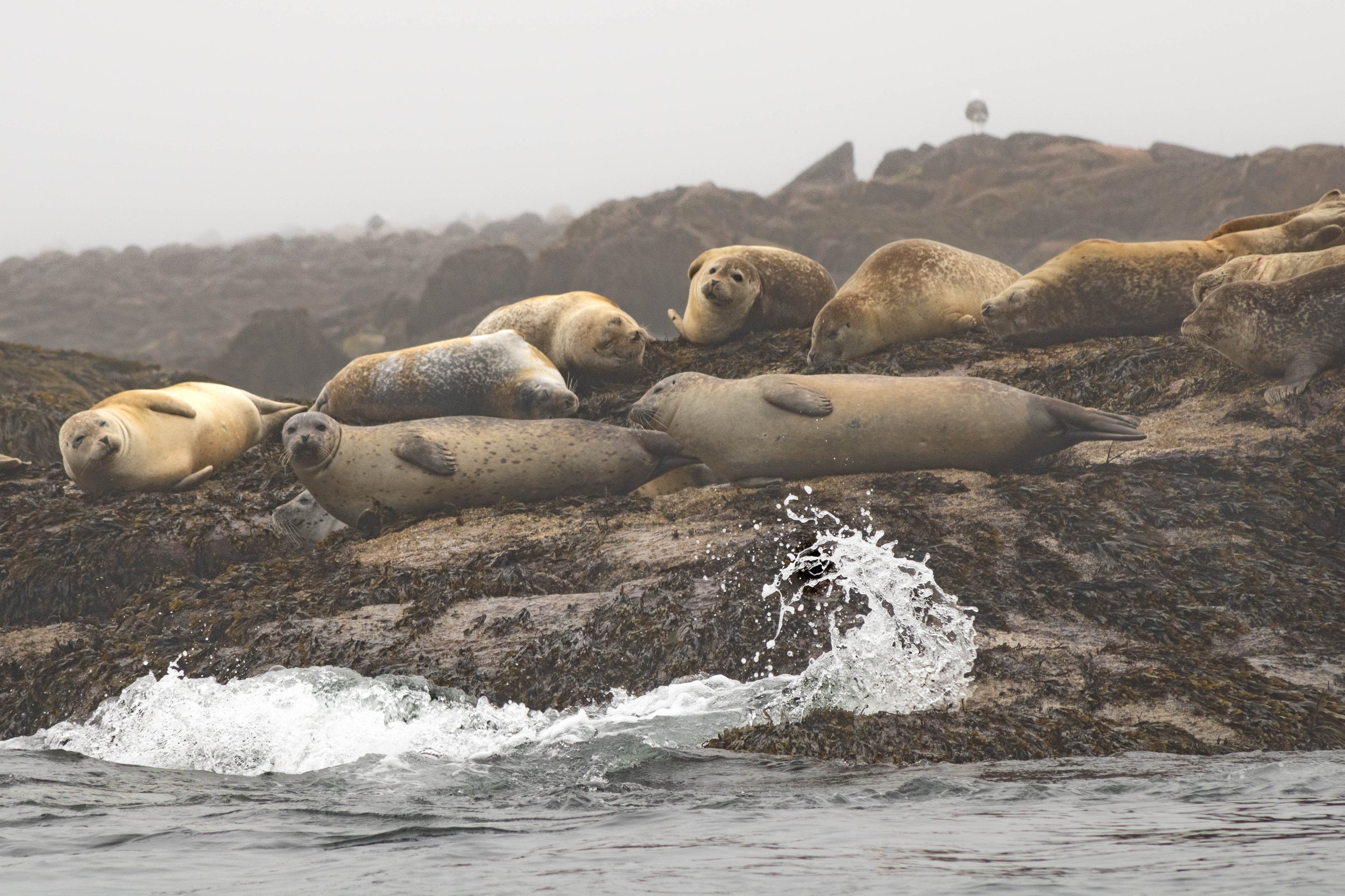 mamarco20240715342 2.jpg