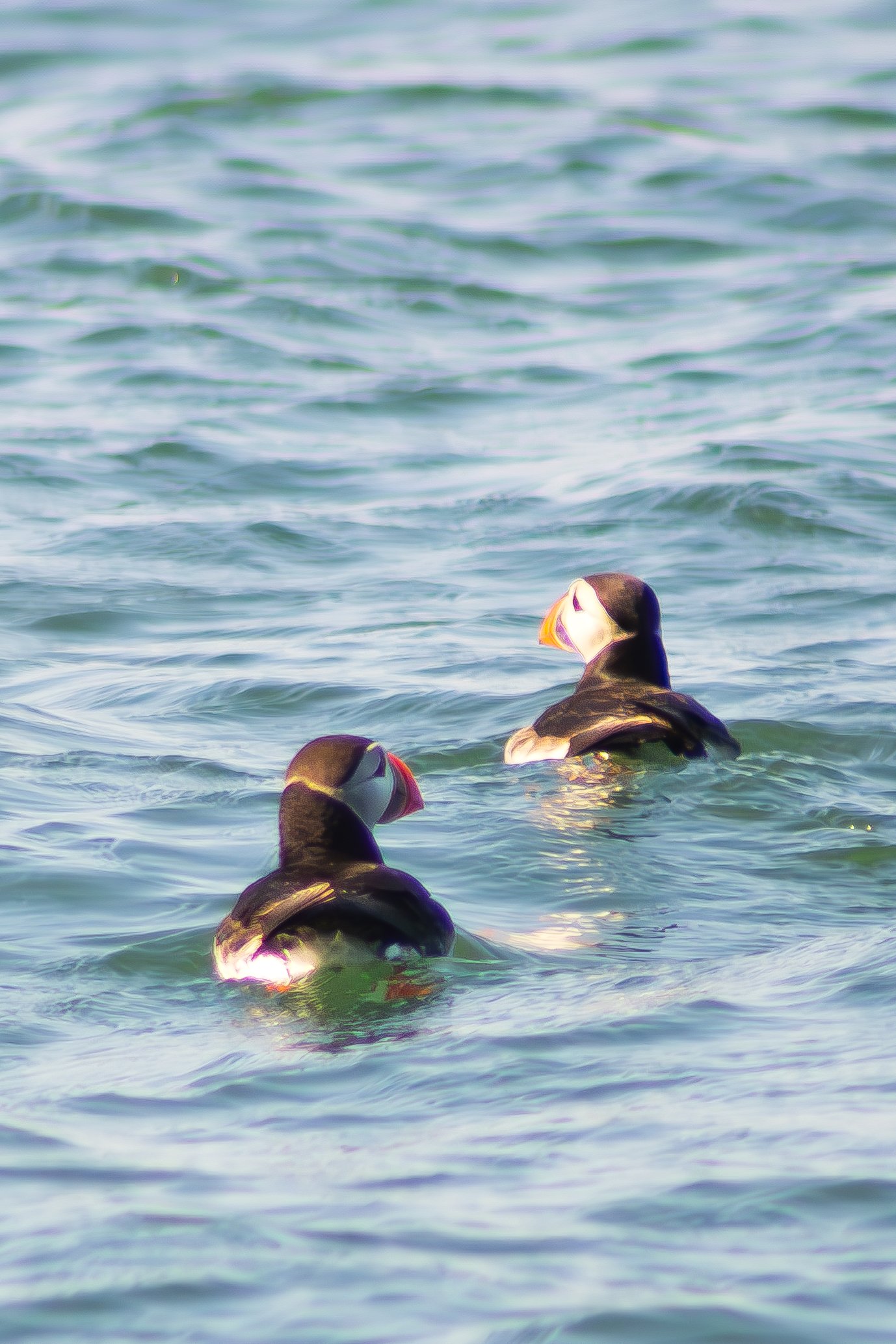 Howth MaddieM--5.jpg