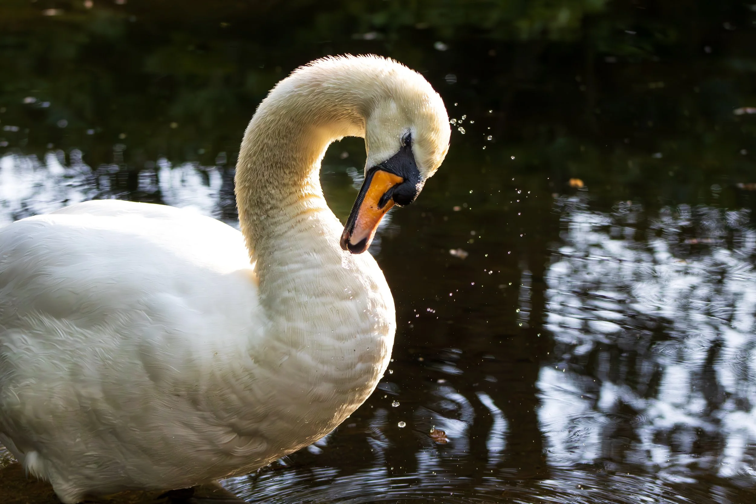 Birds MaddieM--2.jpg