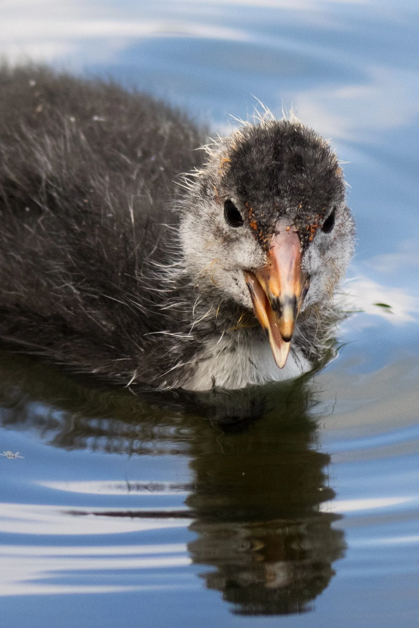 Phoniex Park MaddieM-2295.jpg