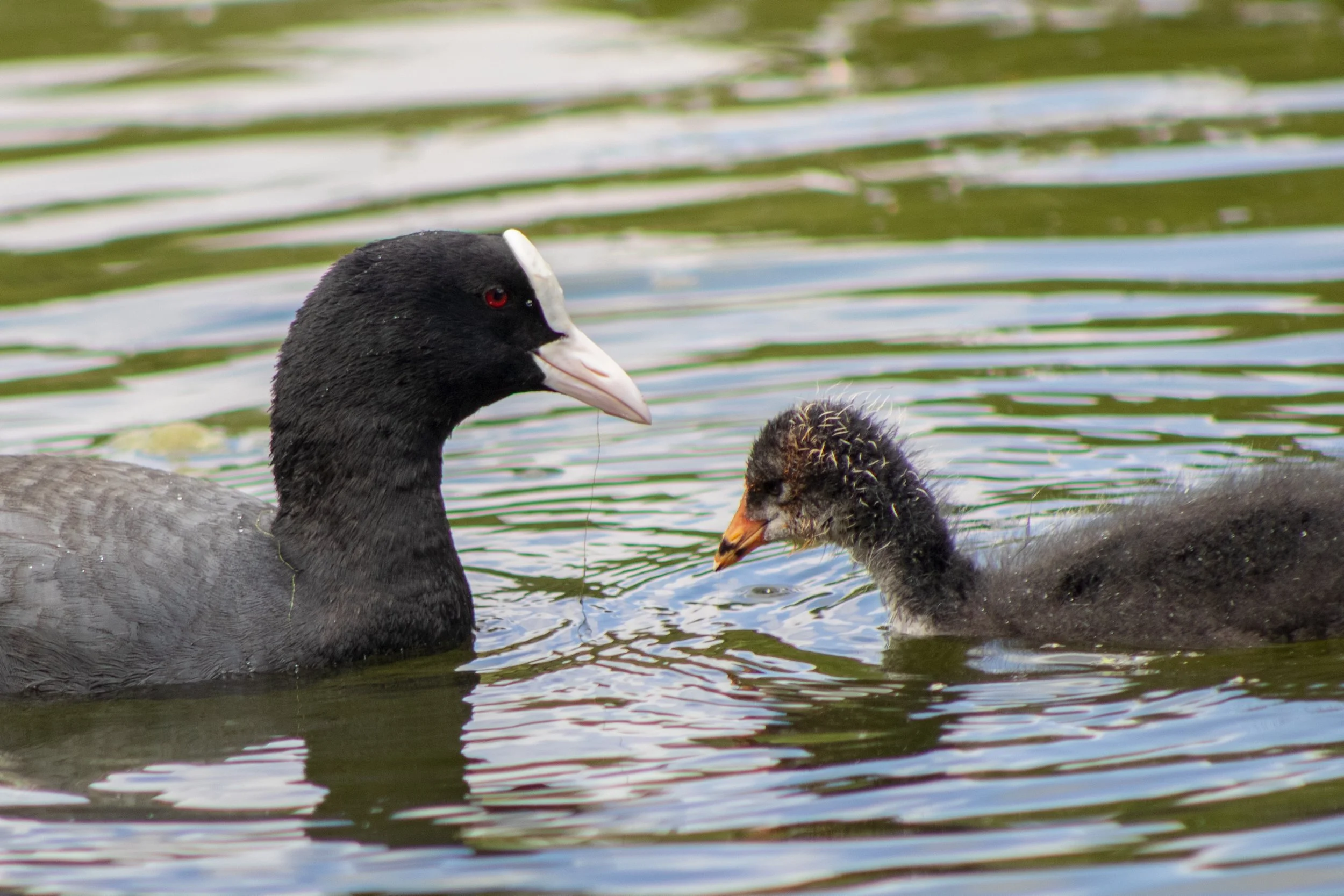 Phoniex Park MaddieM-2283.jpg