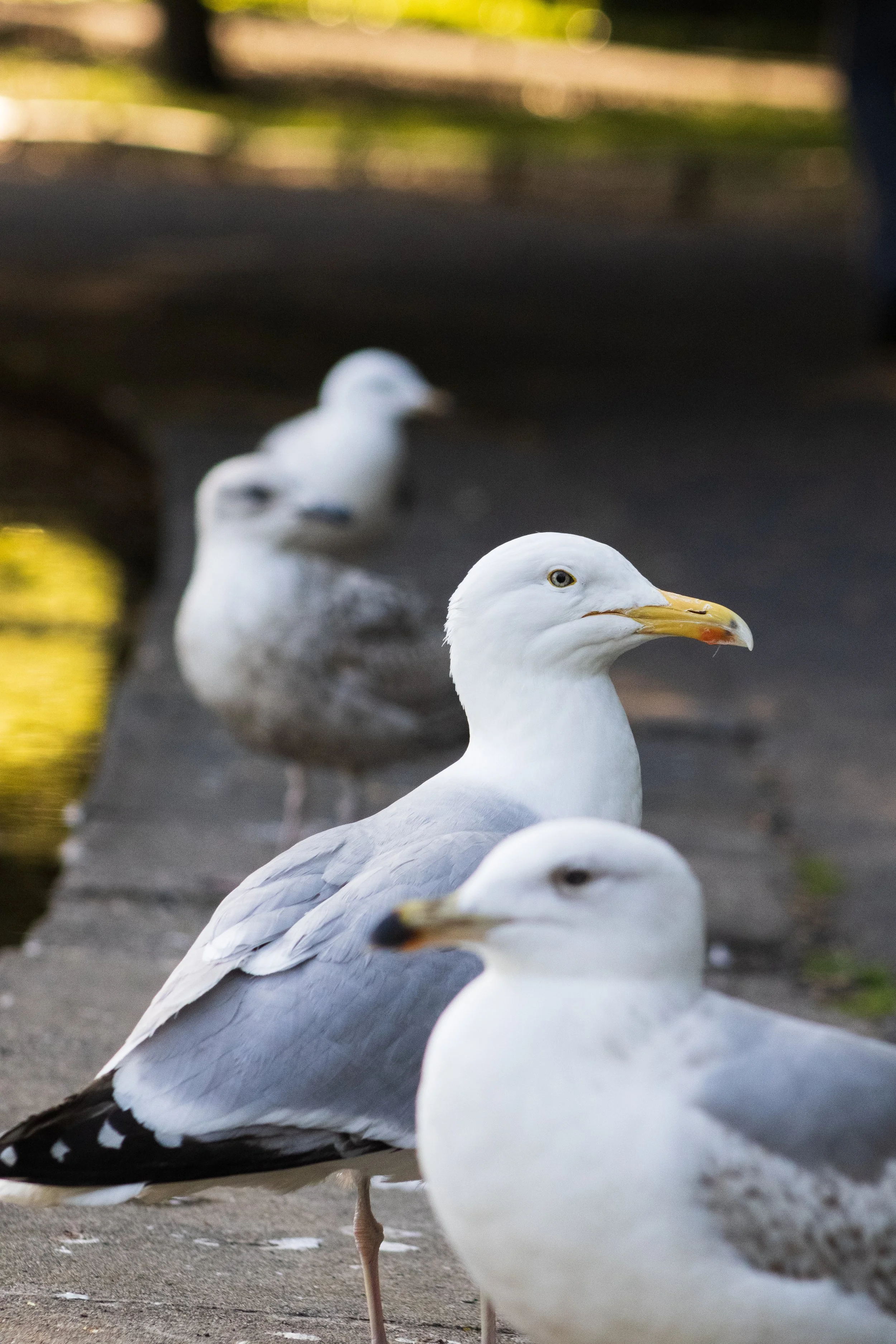 Birds MaddieM-1020.jpg