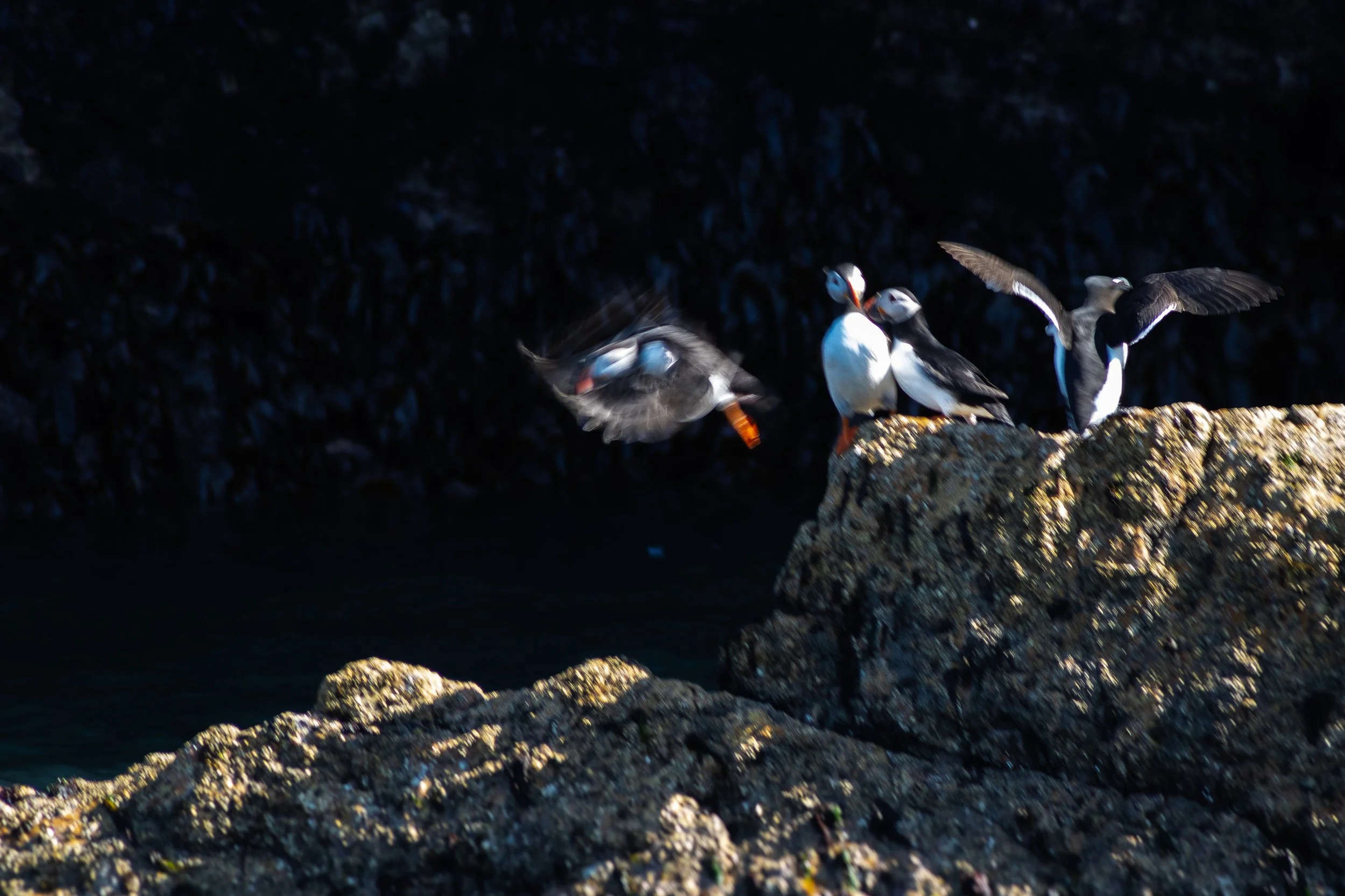 Howth MaddieM-202505095.jpg