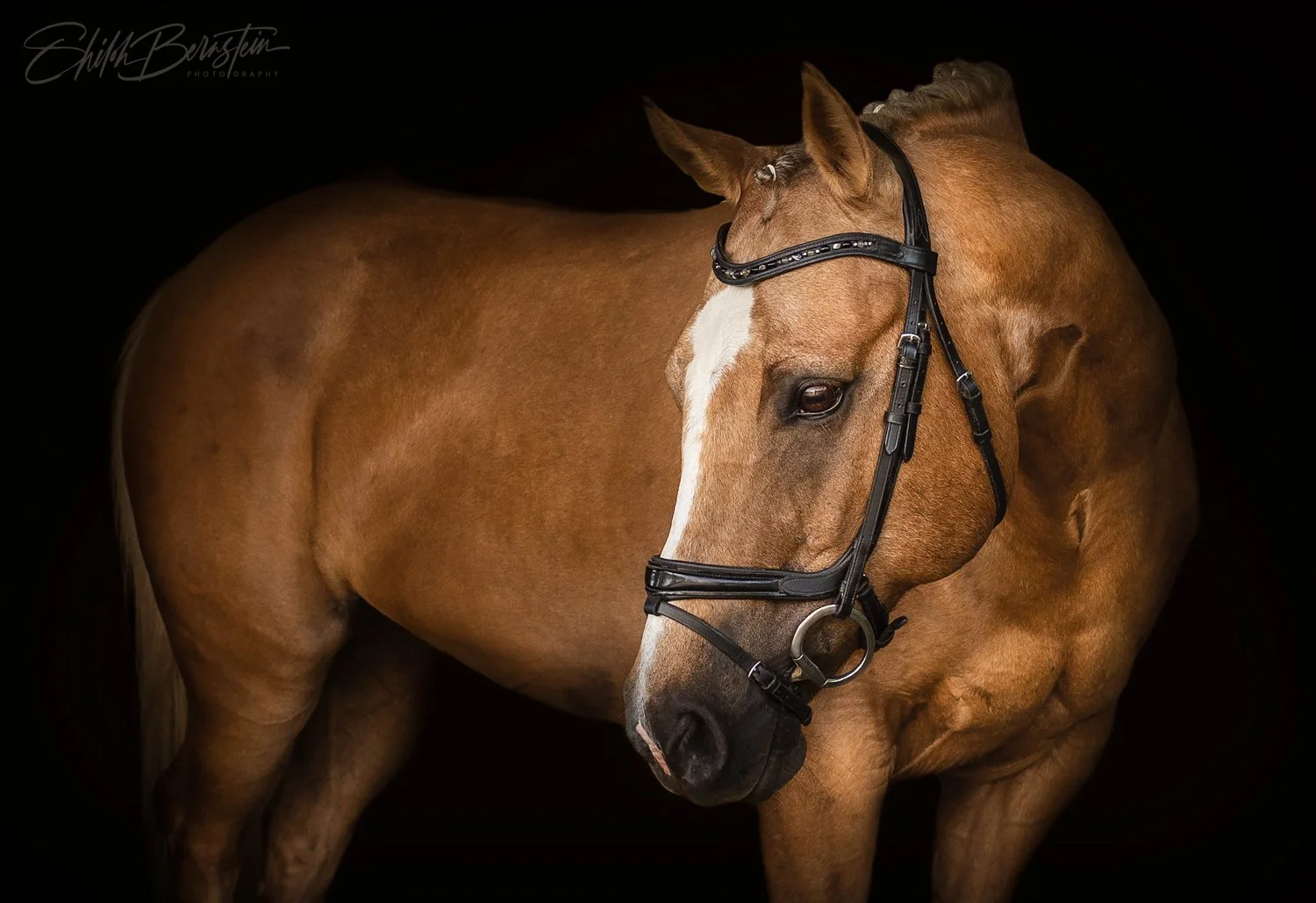 colby-bridle-web.jpg