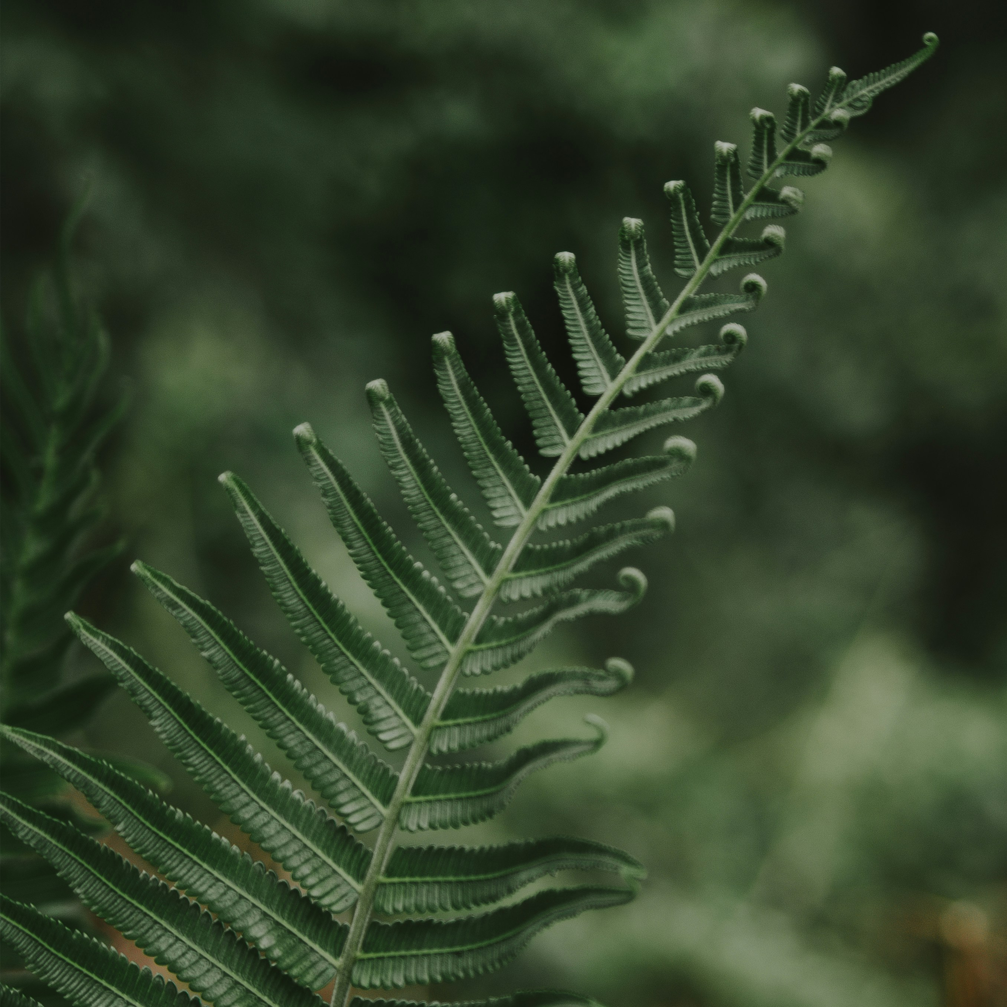 Executive Nervous System Optimization