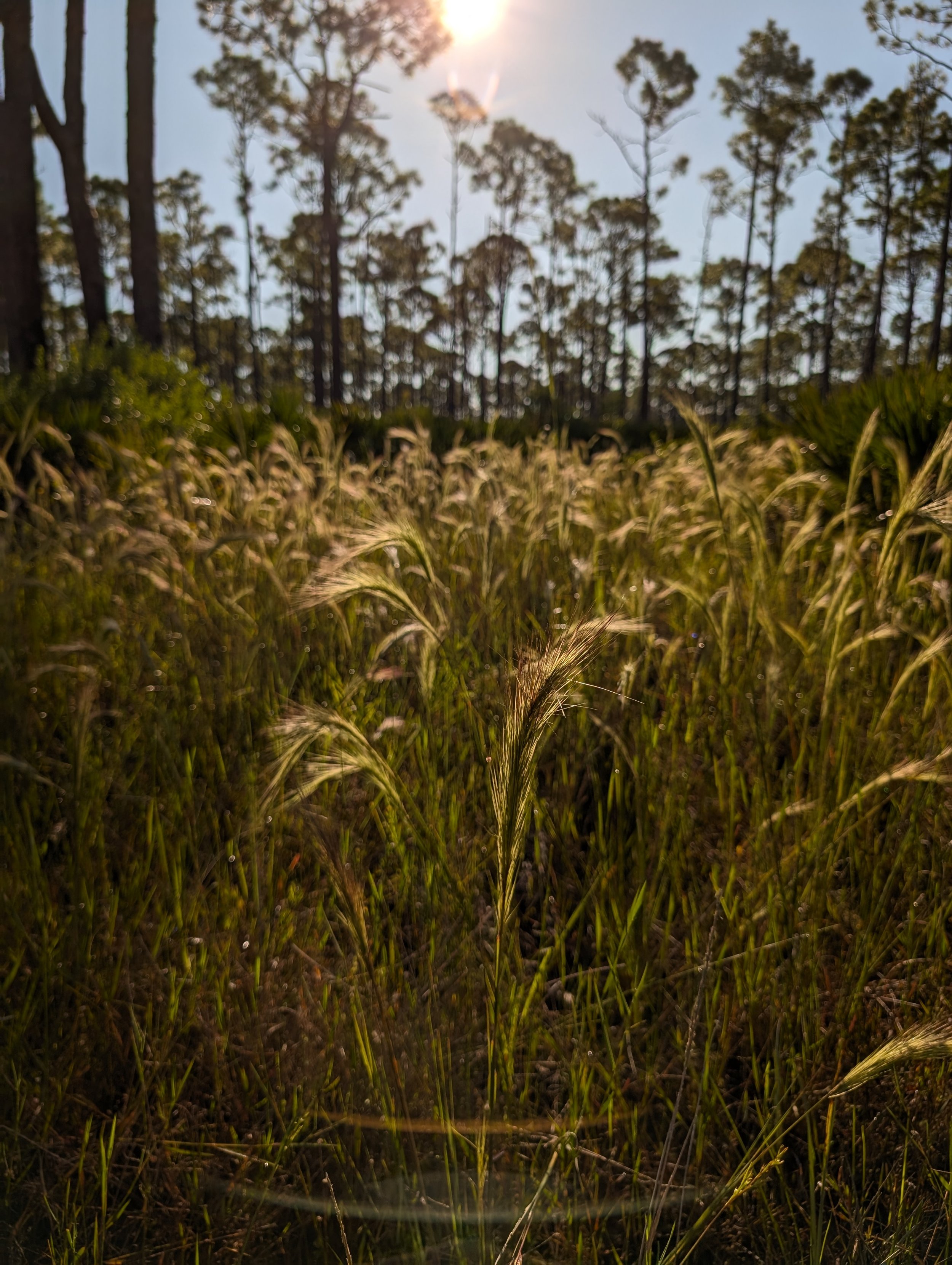 coastal breeze lawn care sarasota bradenton lakewood ranch tall grass mowing