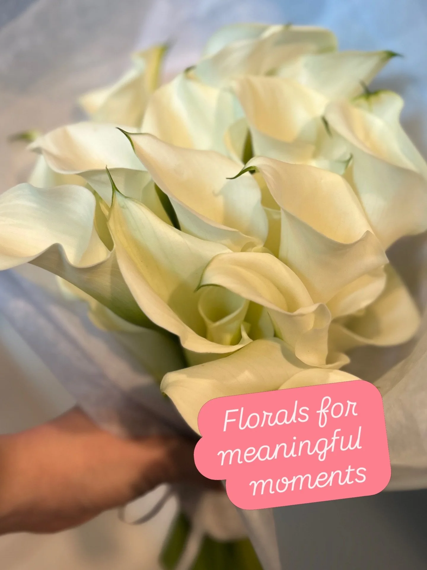 A beach breeze, a beautiful bouquet, and a very special &ldquo;yes.&rdquo;

Some flowers are made for moments like this.

The effortless elegance of Calla lilies made them the perfect bloom for that moment that feels both simple and unforgettable.

S