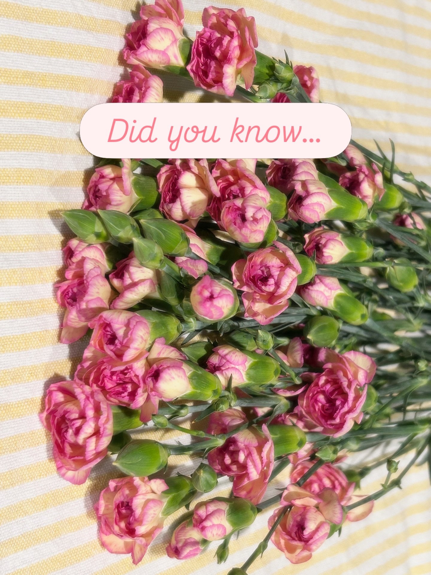 A little flower petal 🌿

Before placing your flowers in water, give the stems a quick trim at an angle. It helps them absorb more water and keeps your blooms looking fresh a little longer.

A small step that makes a beautiful difference.

#flowertip
