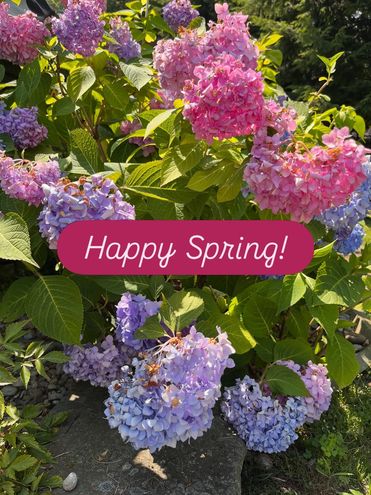 Happy spring 🌸

Fresh blooms, open windows, and the gentle breeze of possibility. 

#flowers #tampaflorist #hydrangea