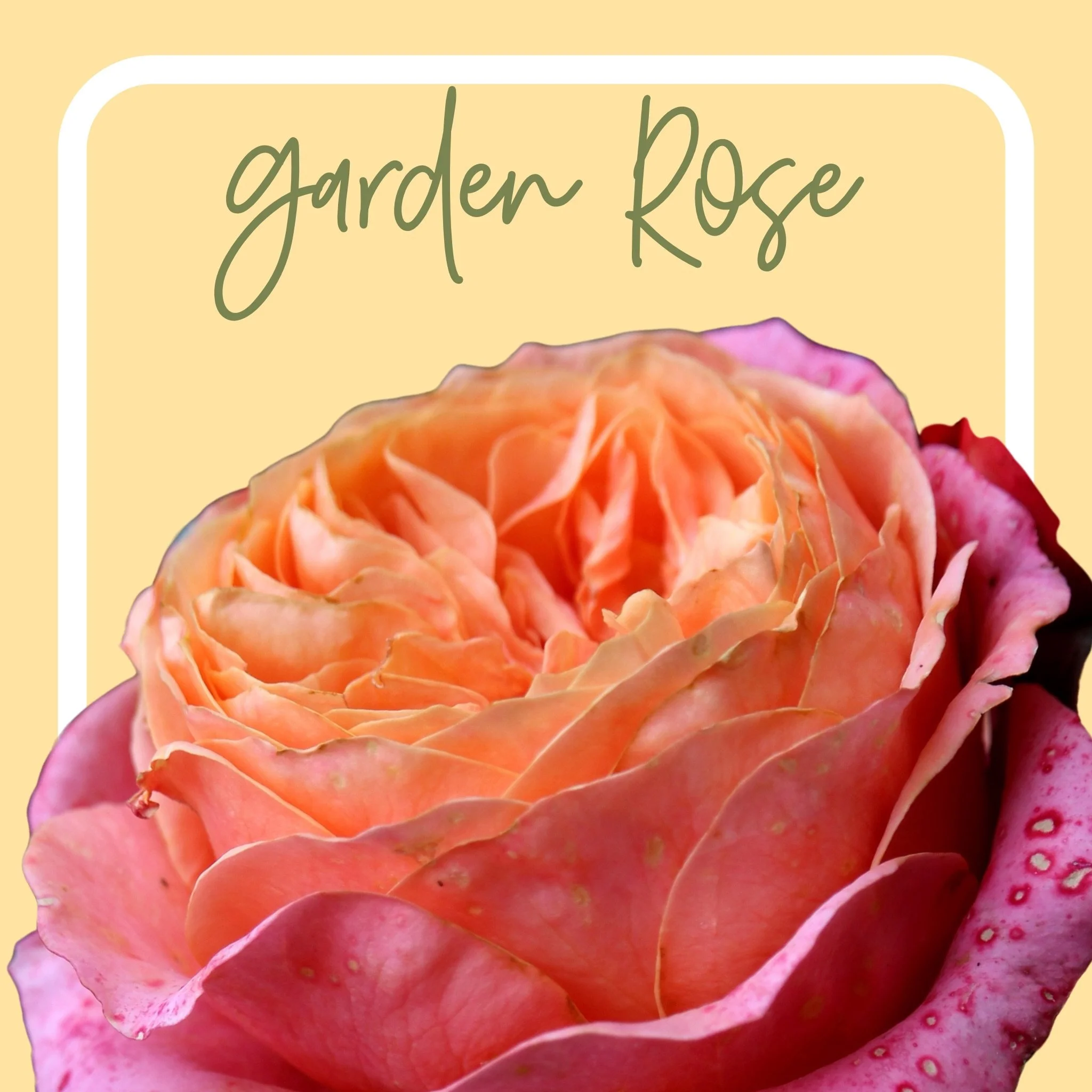 Garden roses: all the drama of a peony, all the versatility of a rose 🌸

She&rsquo;s beautiful, dependable, and somehow gets along with everyone.

Whether she&rsquo;s the star of the show or supporting the rest of the team, she always delivers ✨

Ba