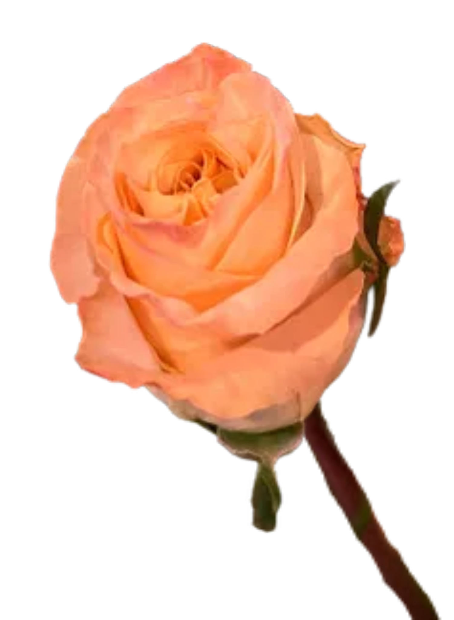 DIY flower arranging party Wesley Chapel