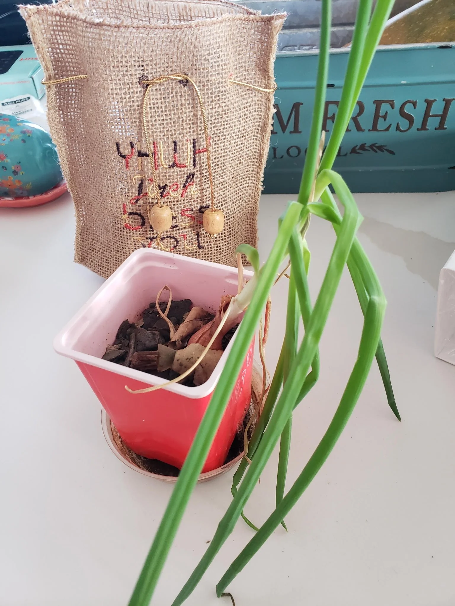 A pink plant pot containing dried plant matter, placed near green onion or scallion stalks. Behind the pot, a burlap bag with embroidered text and a necklace hanging from it is visible. In the background, there is a blue box with the word 'FRESH' partially visible.