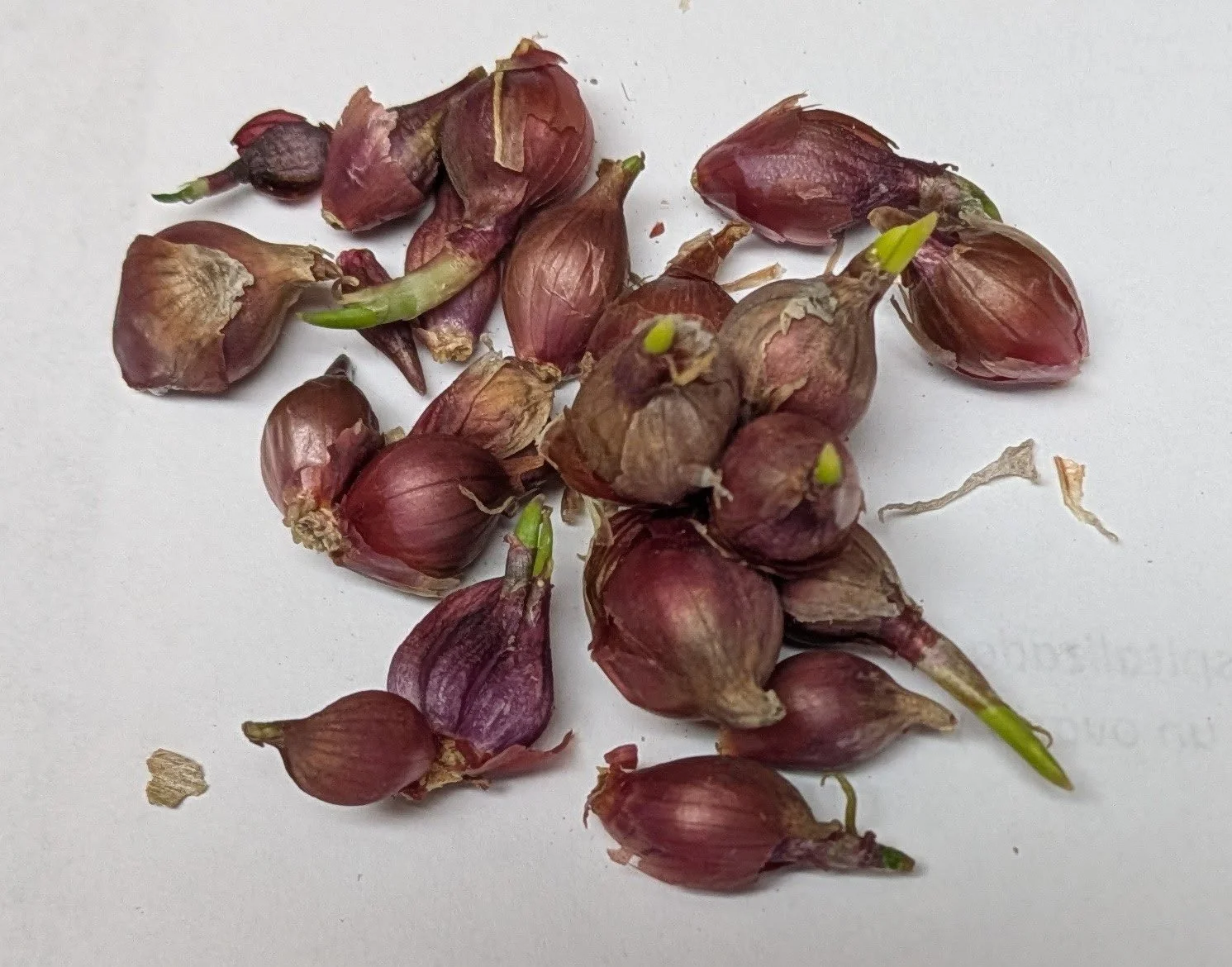 50 Egyptian Walking Onions Seeds