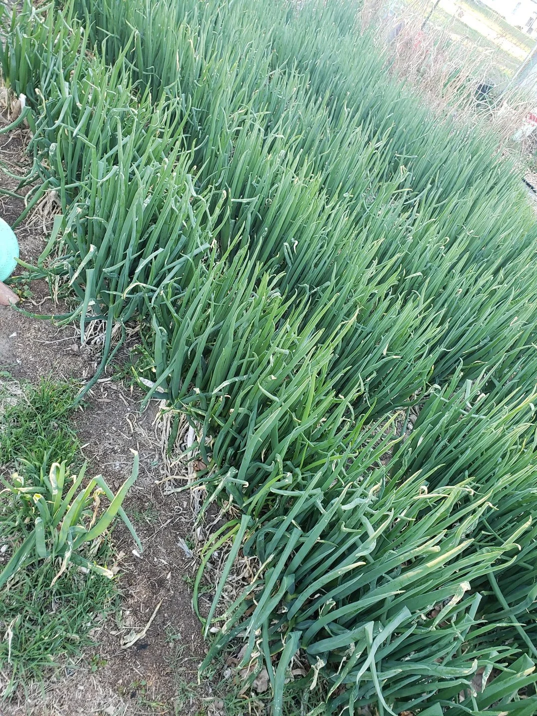 Green onion plants growing in a garden bed with soil and some grass around.