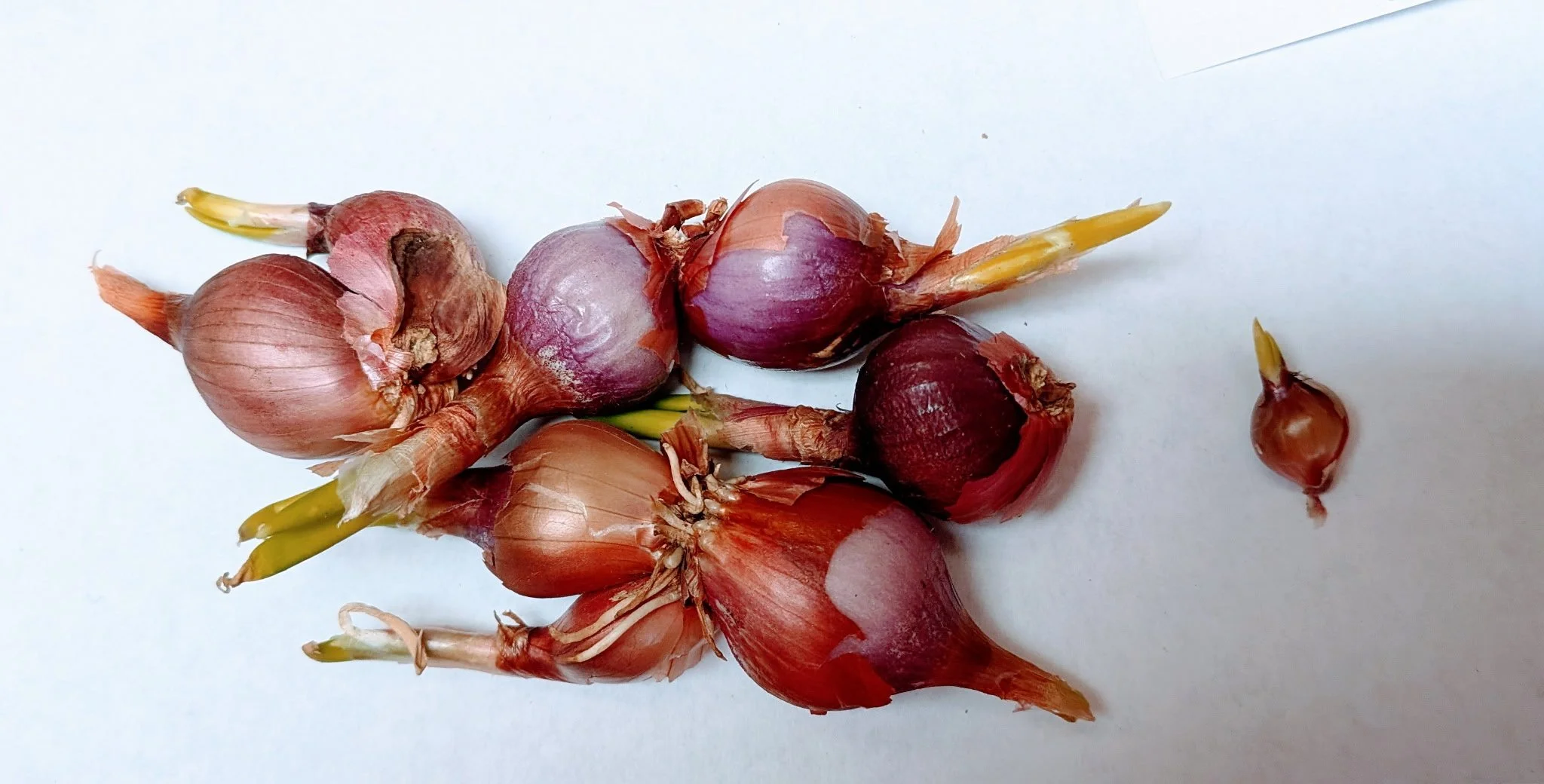 15 Mature Bulbs Egyptian Walking Onions