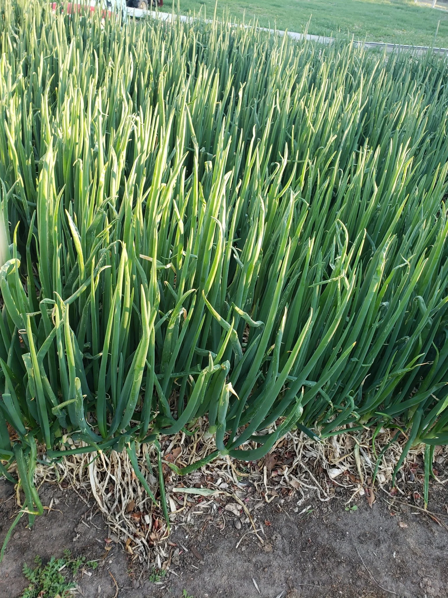 Close-up of a green onion crop growing in soil in a garden or farm plot.