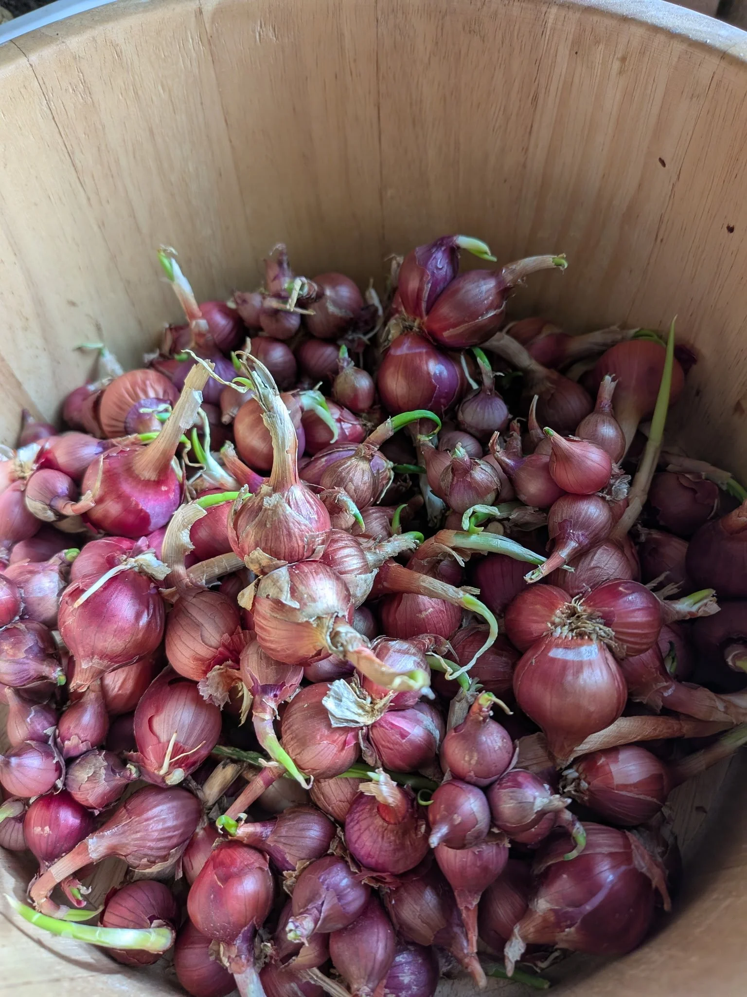 A wooden basket filled with freshly harvested shallots, some with green sprouts emerging.