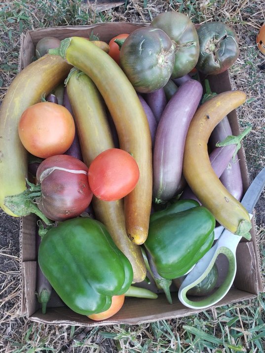 Multiple vegetables, Onsions, Tomatoes. Bell Peppers . Product of a good harvest