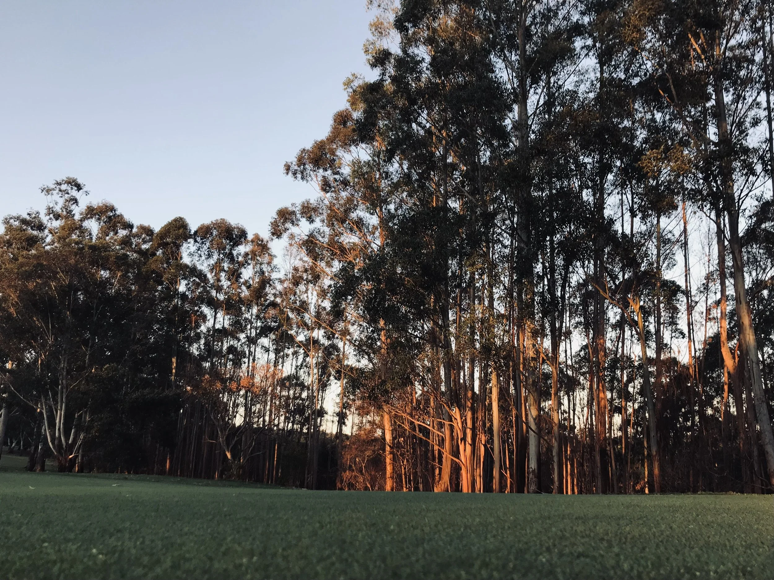 Tall trees illuminated by sunlight against a clear blue sky, with a grassy field in the foreground.