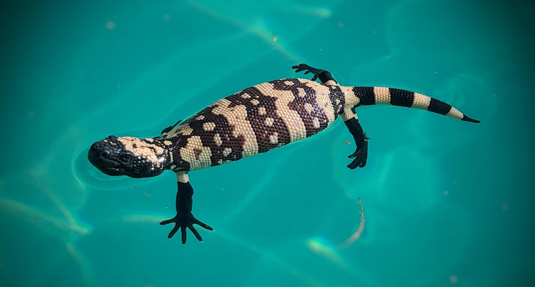 Just a Gila Monster cooling down in the Tucson heat.