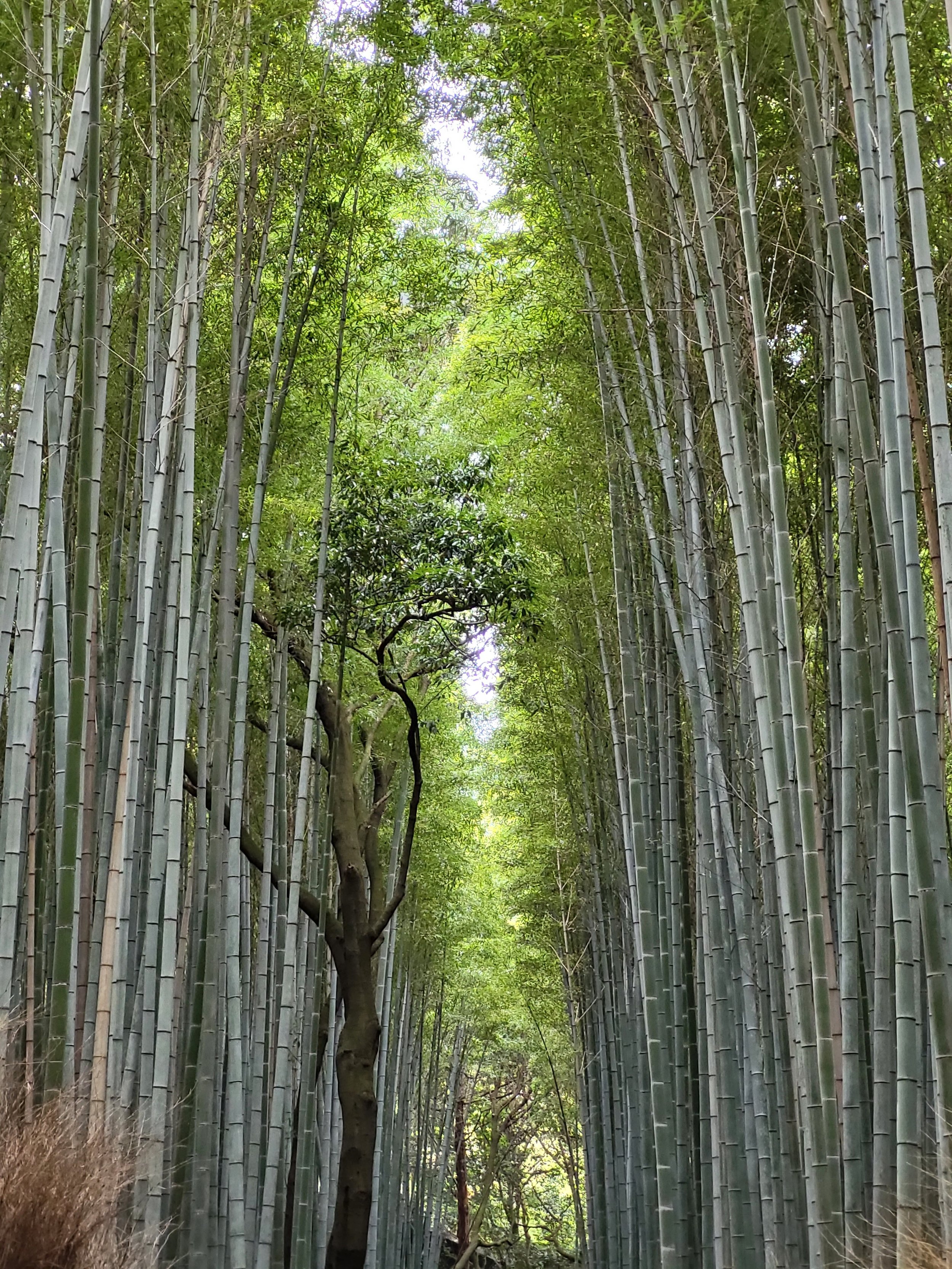 A lush bamboo forest with tall green bamboo stalks lining a narrow pathway, with some trees and greenery visible in the background.