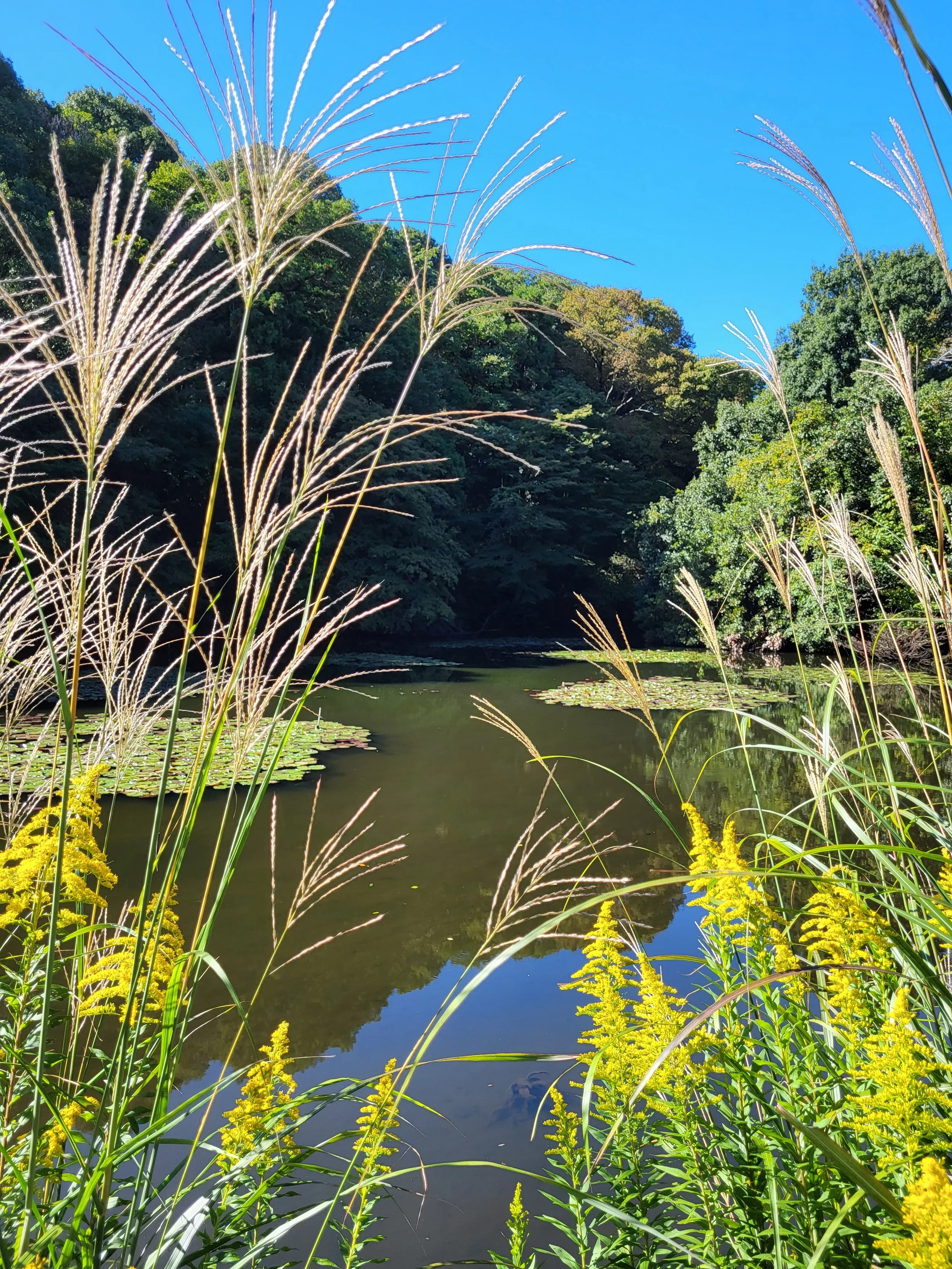 A tranquil pond surrounded by lush green trees with tall grasses and yellow flowers in the foreground, under a bright blue sky.