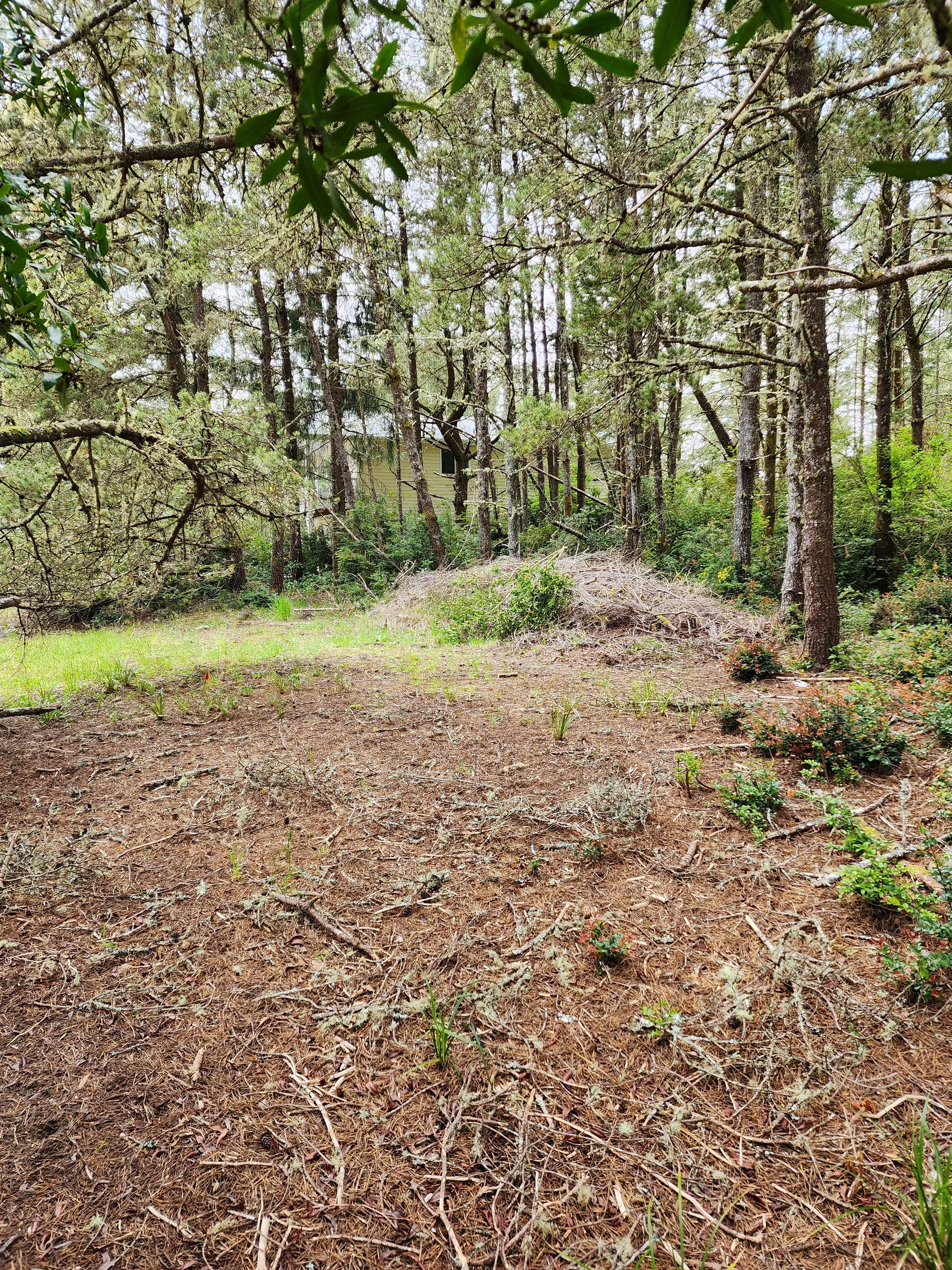 A wooded area with tall trees, green foliage, a patch of dirt with scattered grass and small plants, and a house peeking through the trees in the background.