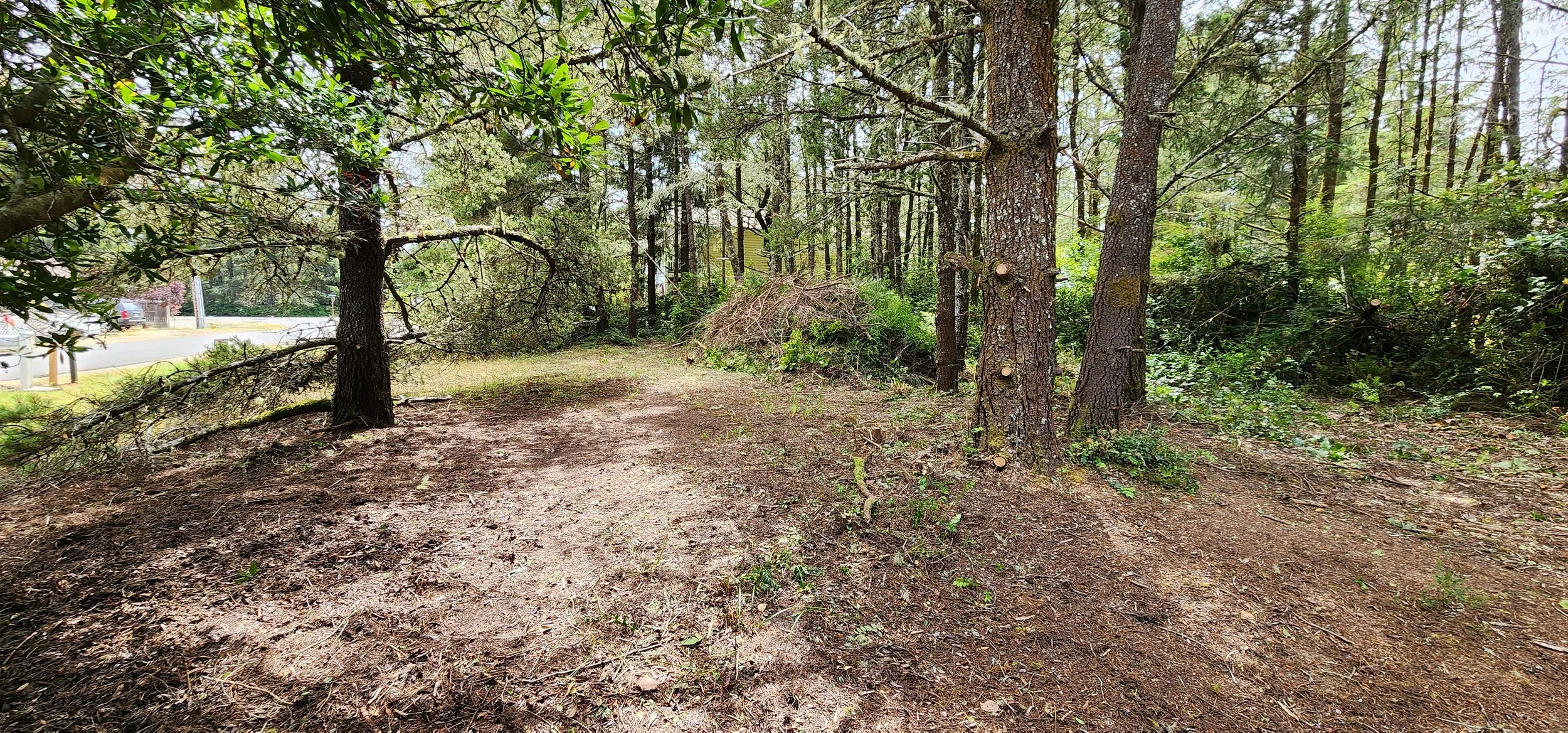 A forested area with tall trees and a dirt path, some fallen branches, and greenery on the ground. Vehicles are visible near the edge of the forest.