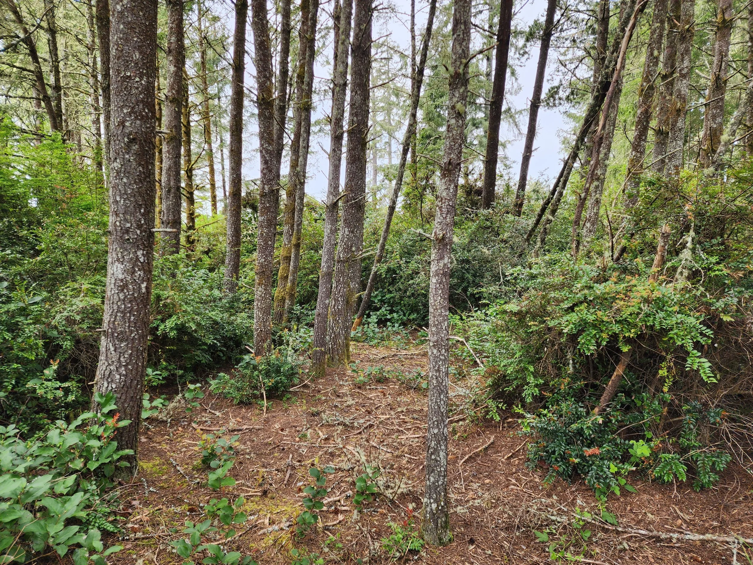 A forest scene with tall, thin trees and green foliage. The ground is covered with dirt and small plants.