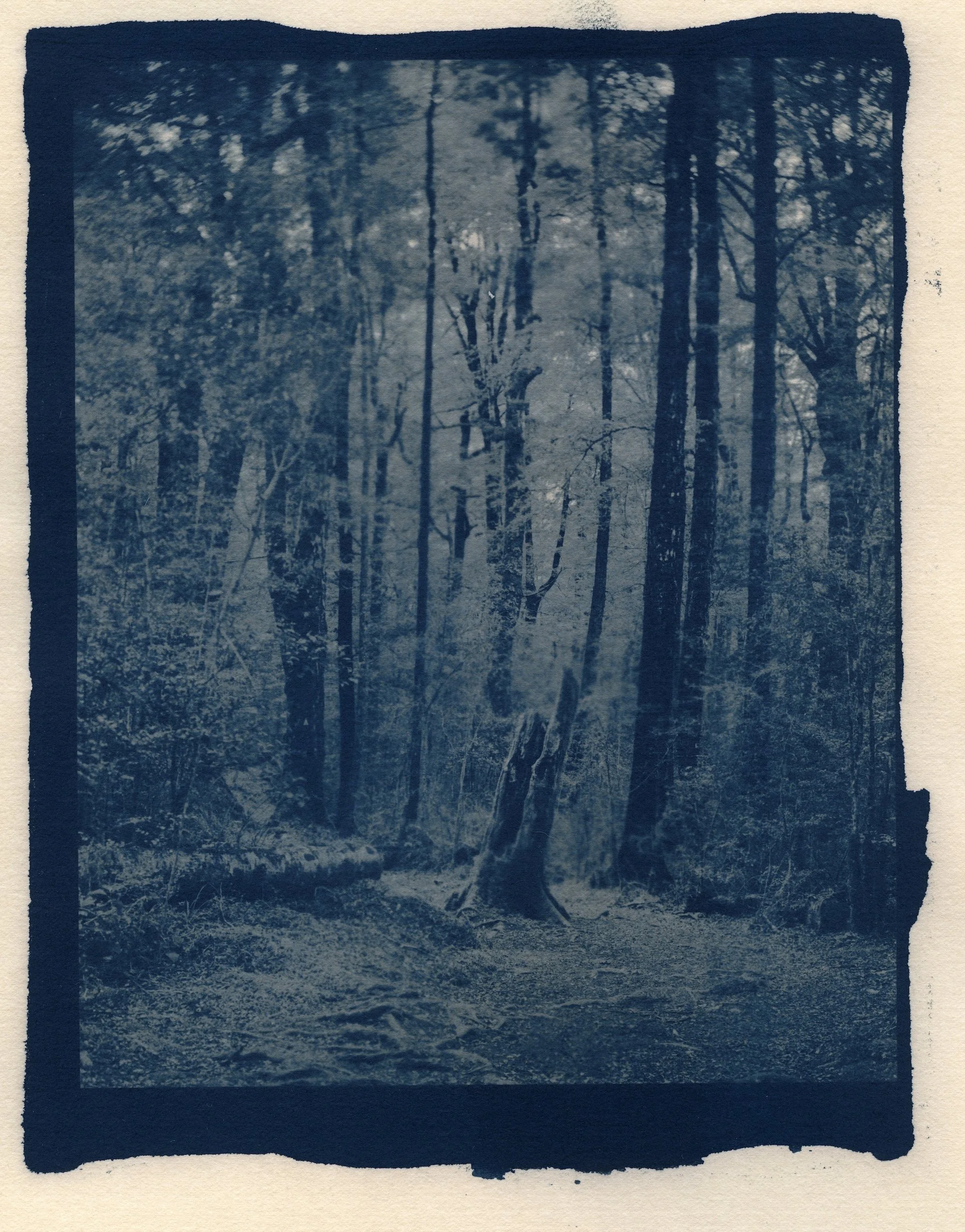 Cyanotype20260405_0003 copy.jpg