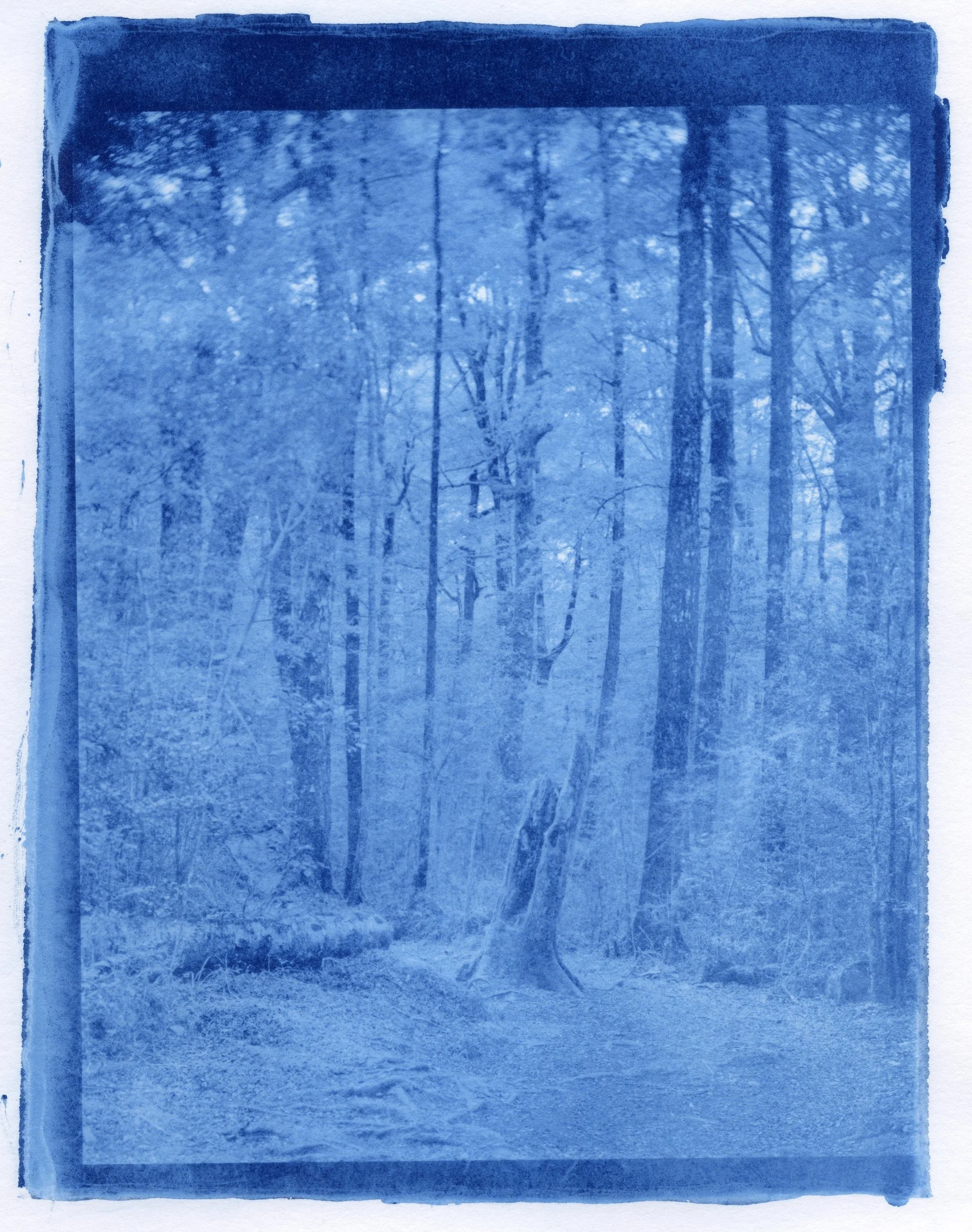 Cyanotype20260405_0005 copy.jpg