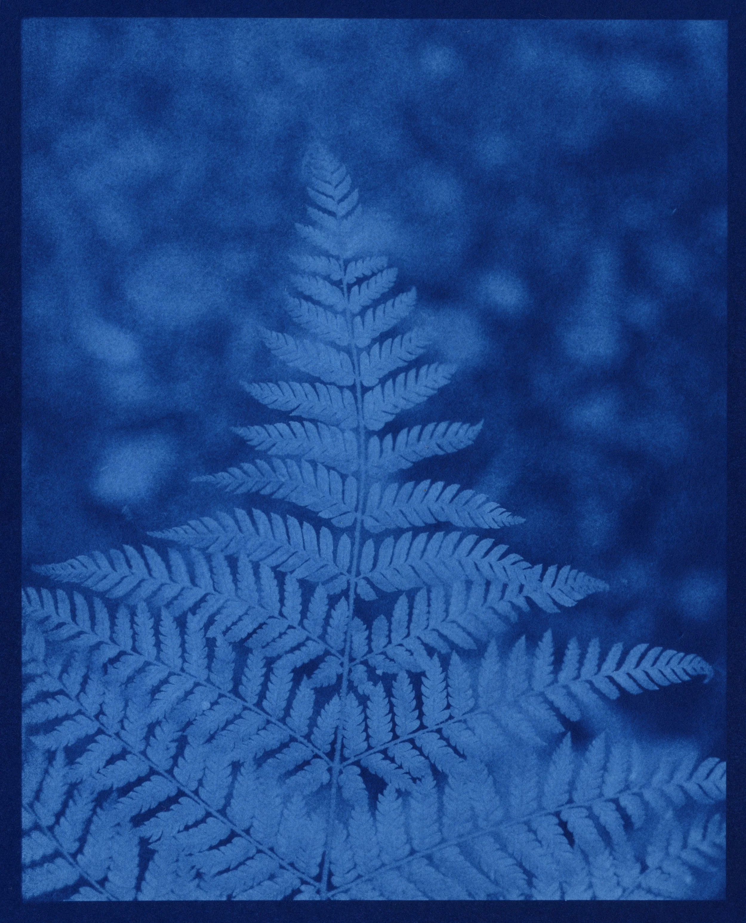 Fern3.jpg