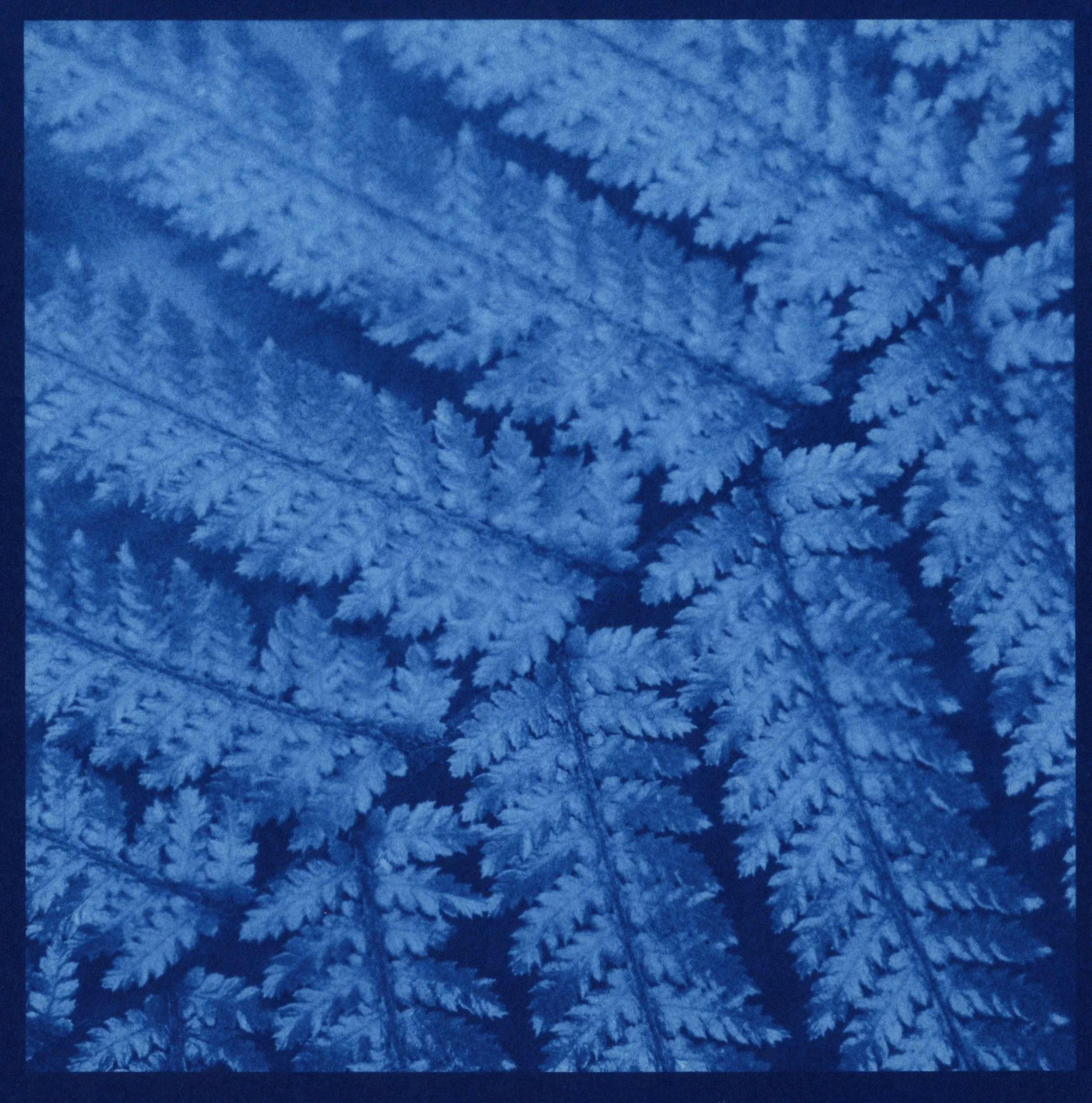 Ferns