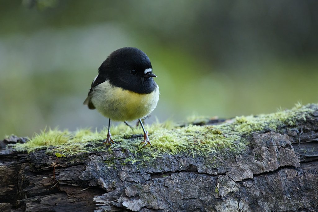 Miromiro