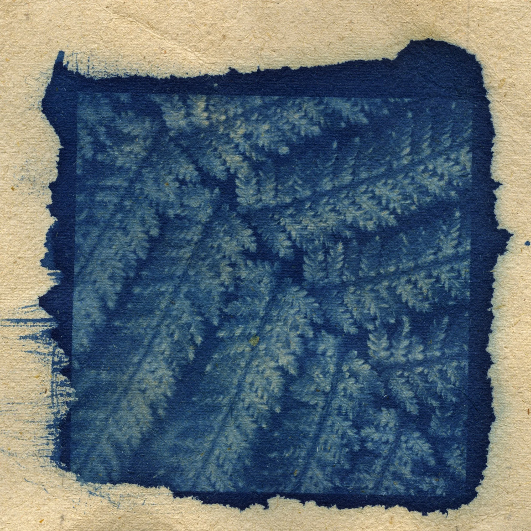 Fern3.jpg
