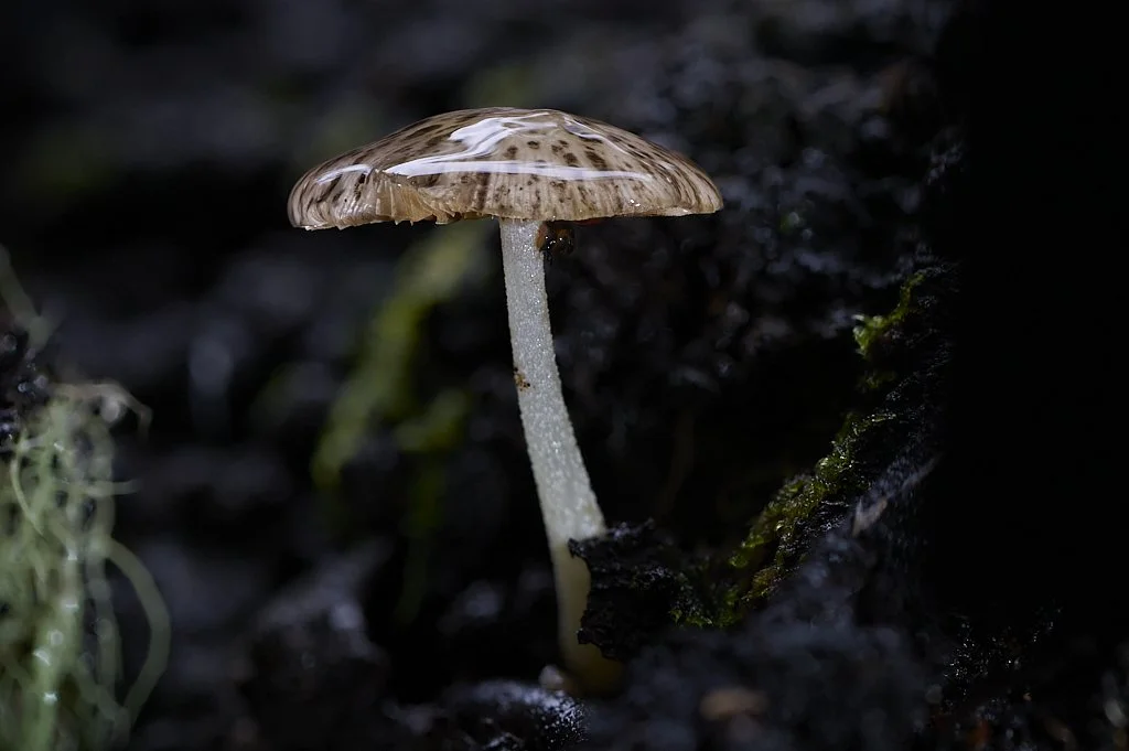 Macro Mushrooms