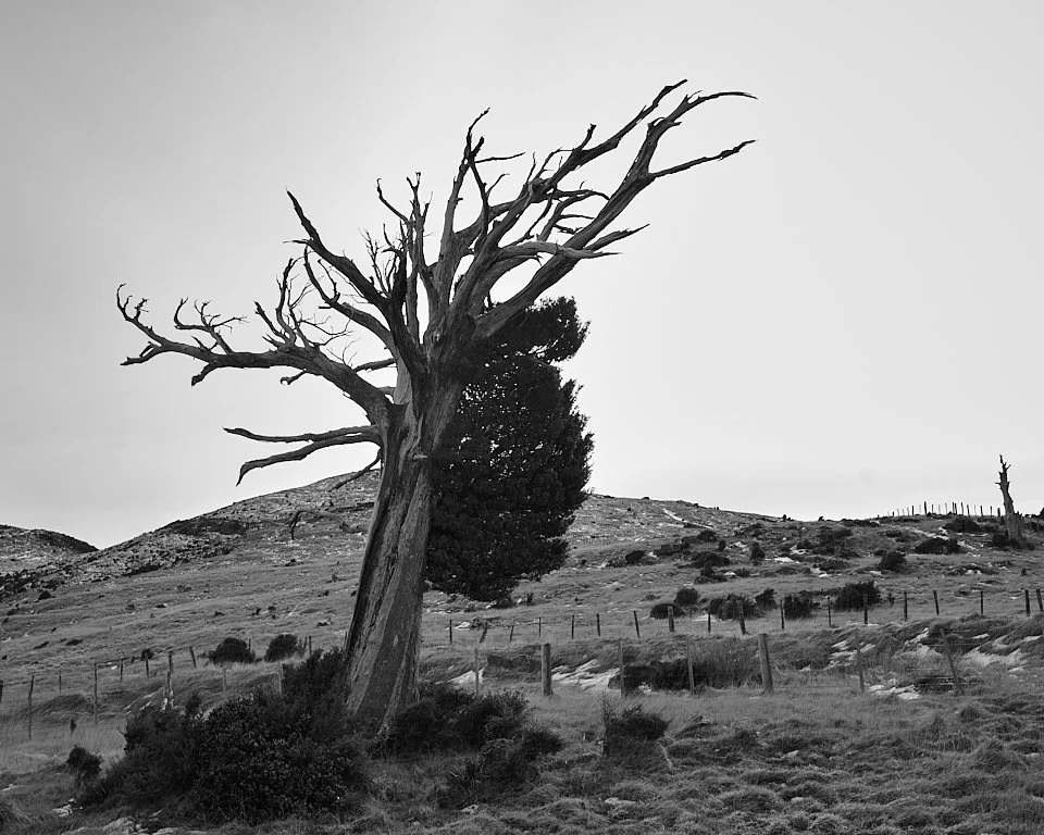 Totara, Port Levy Saddle
