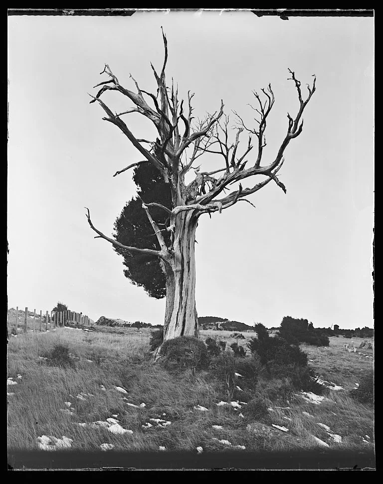 Better dry plates