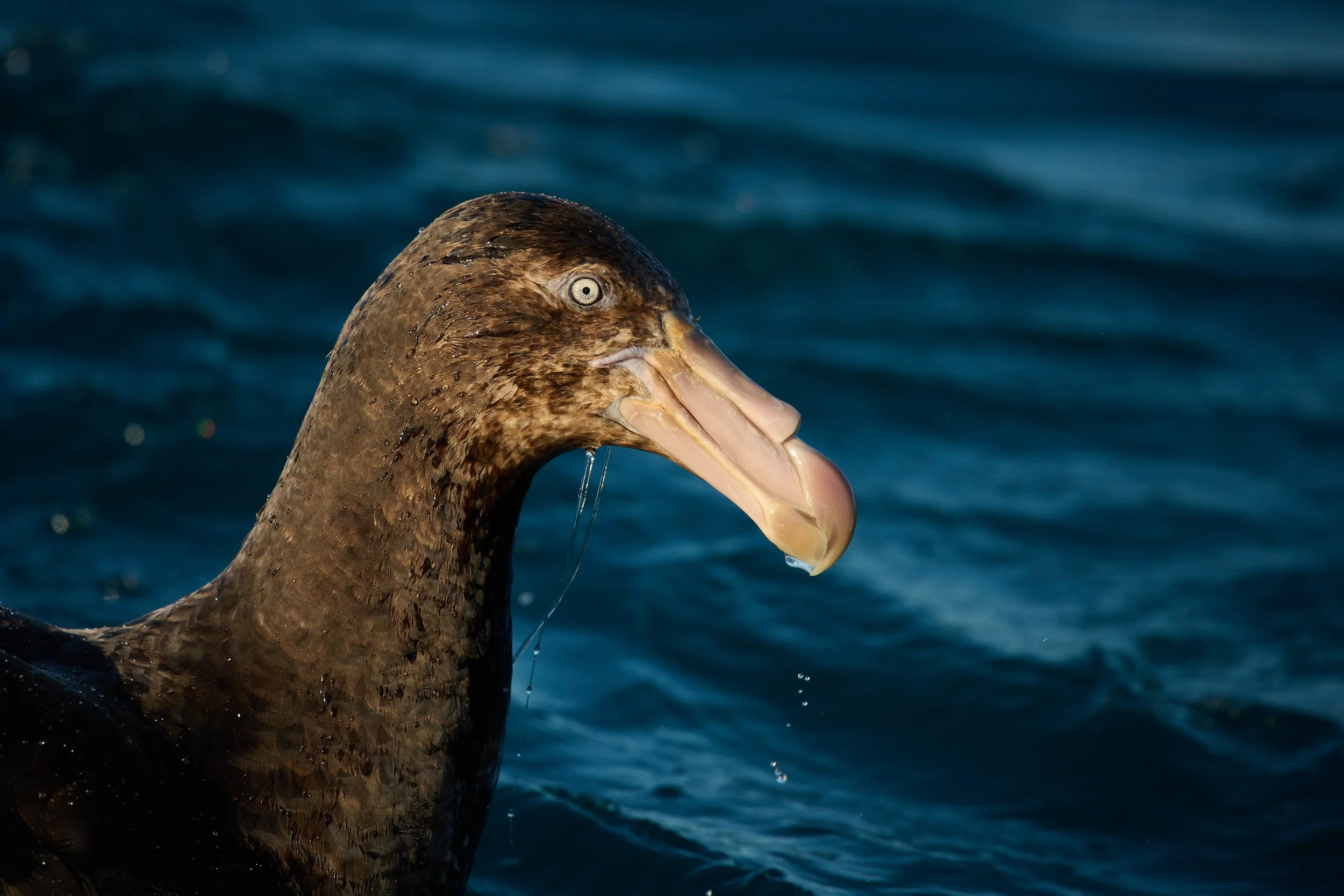 2026-10-24-Kaikoura   -114 1.jpg