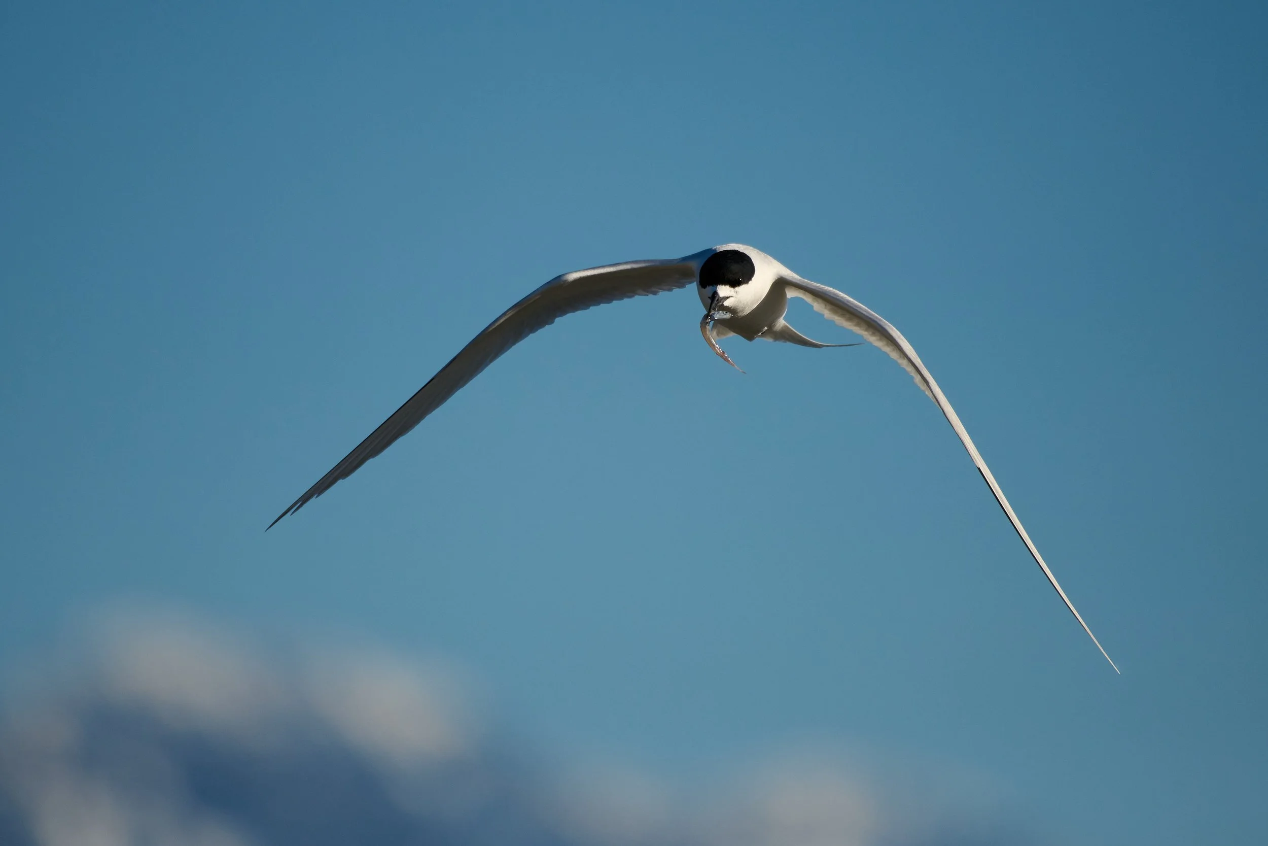 2026-10-25-Kaikoura   -852 1.jpg