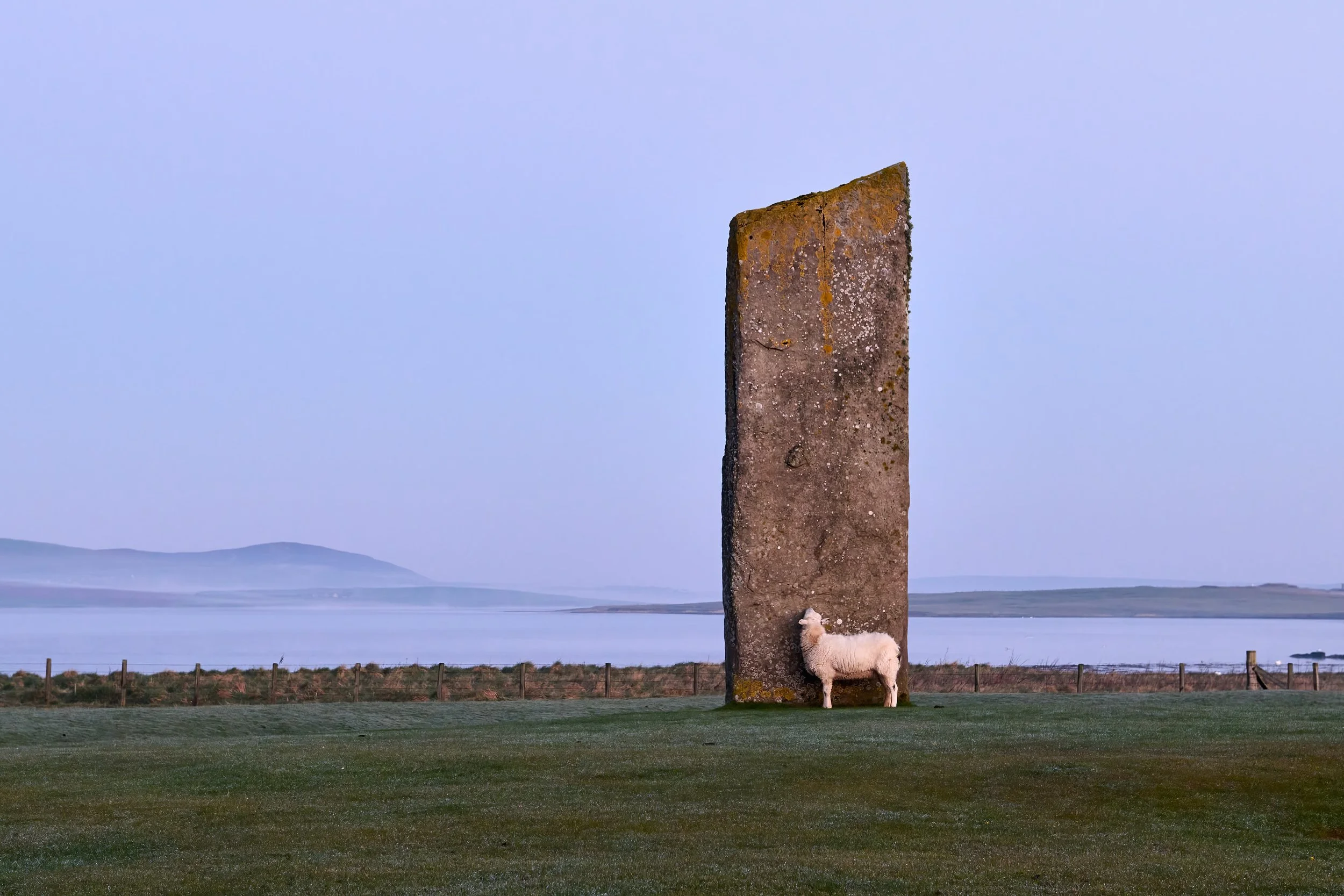 Standing Sheep of Stenness
