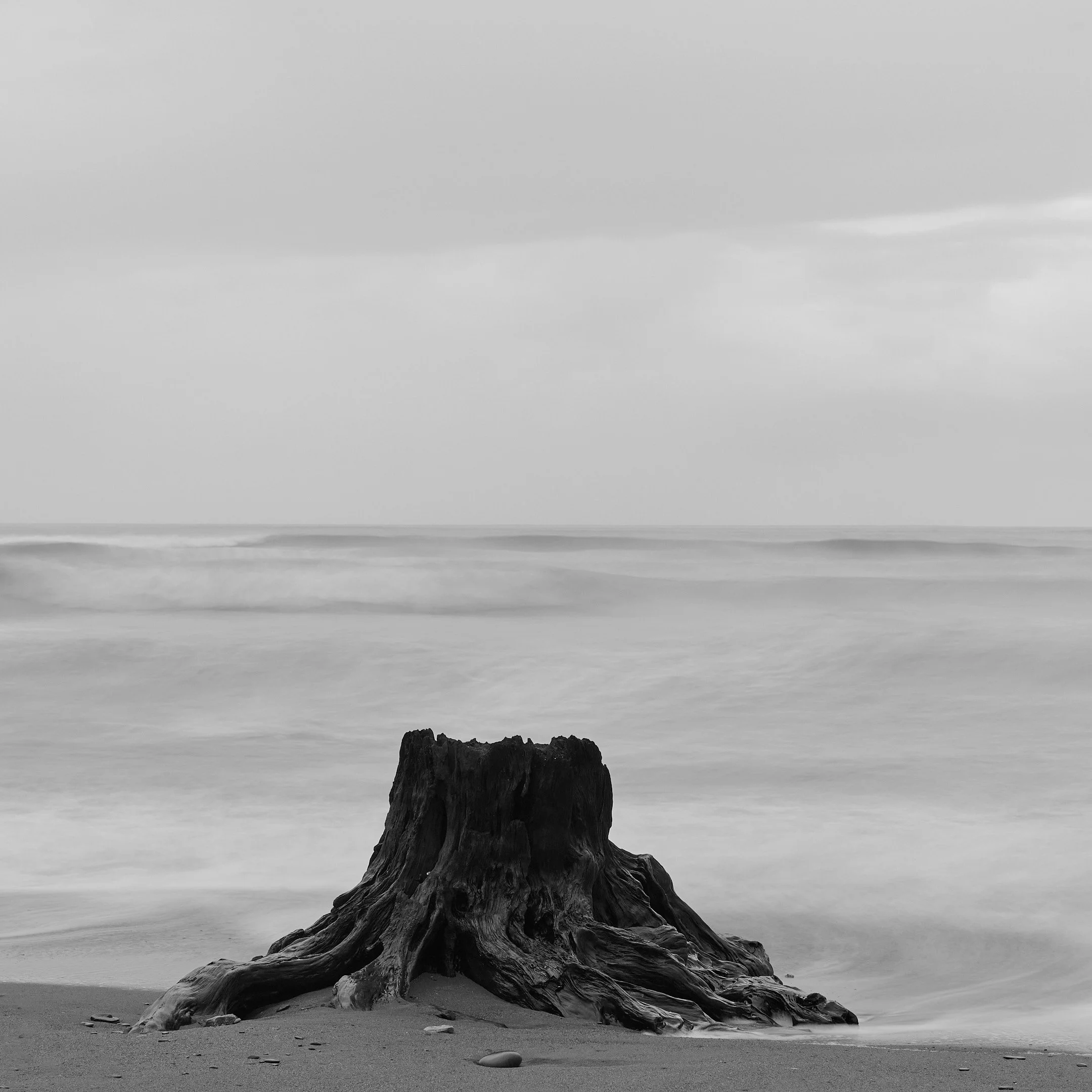 Monochrome tree stump on the beach