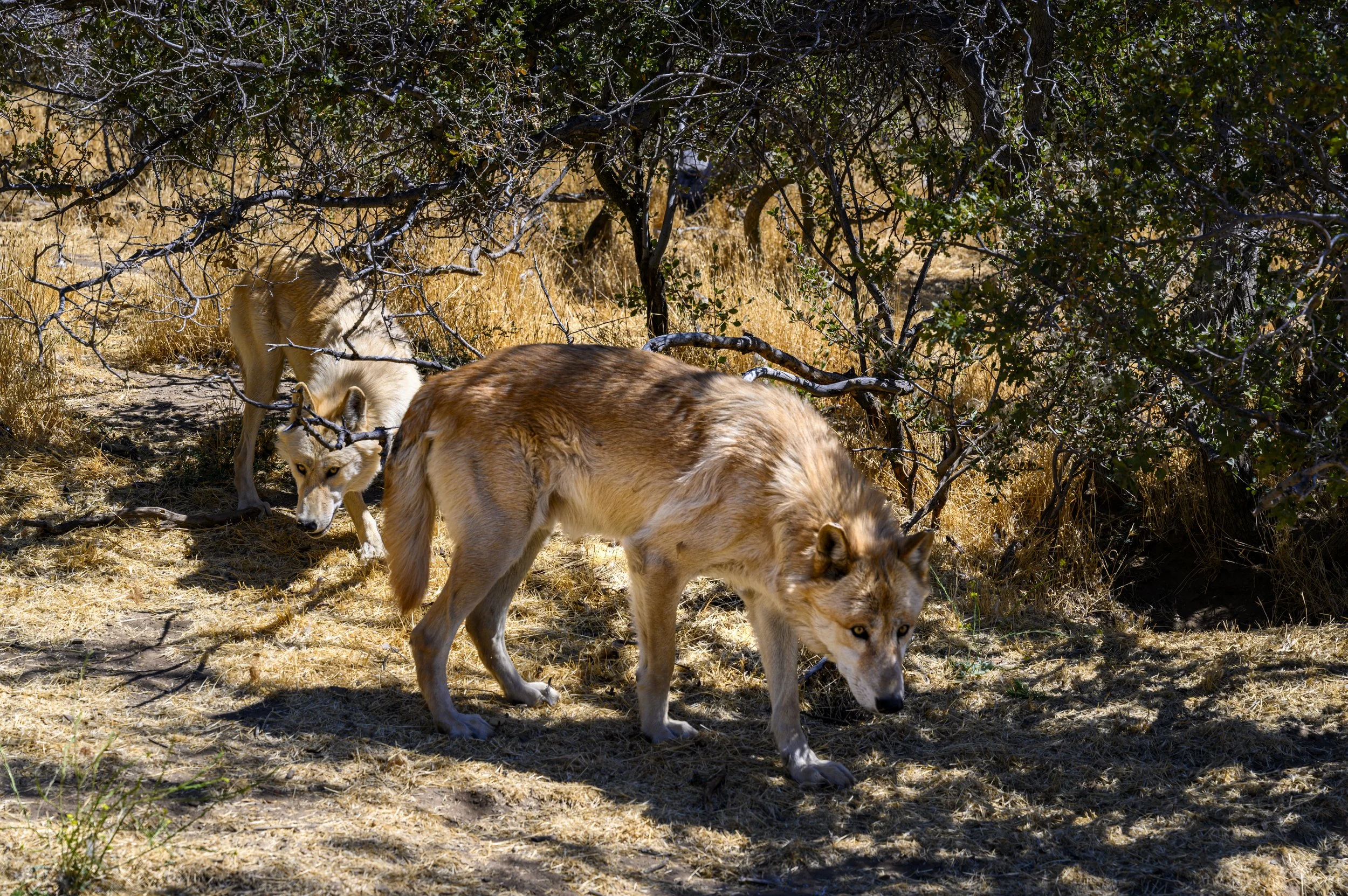 DSC_0503-Enhanced.jpg