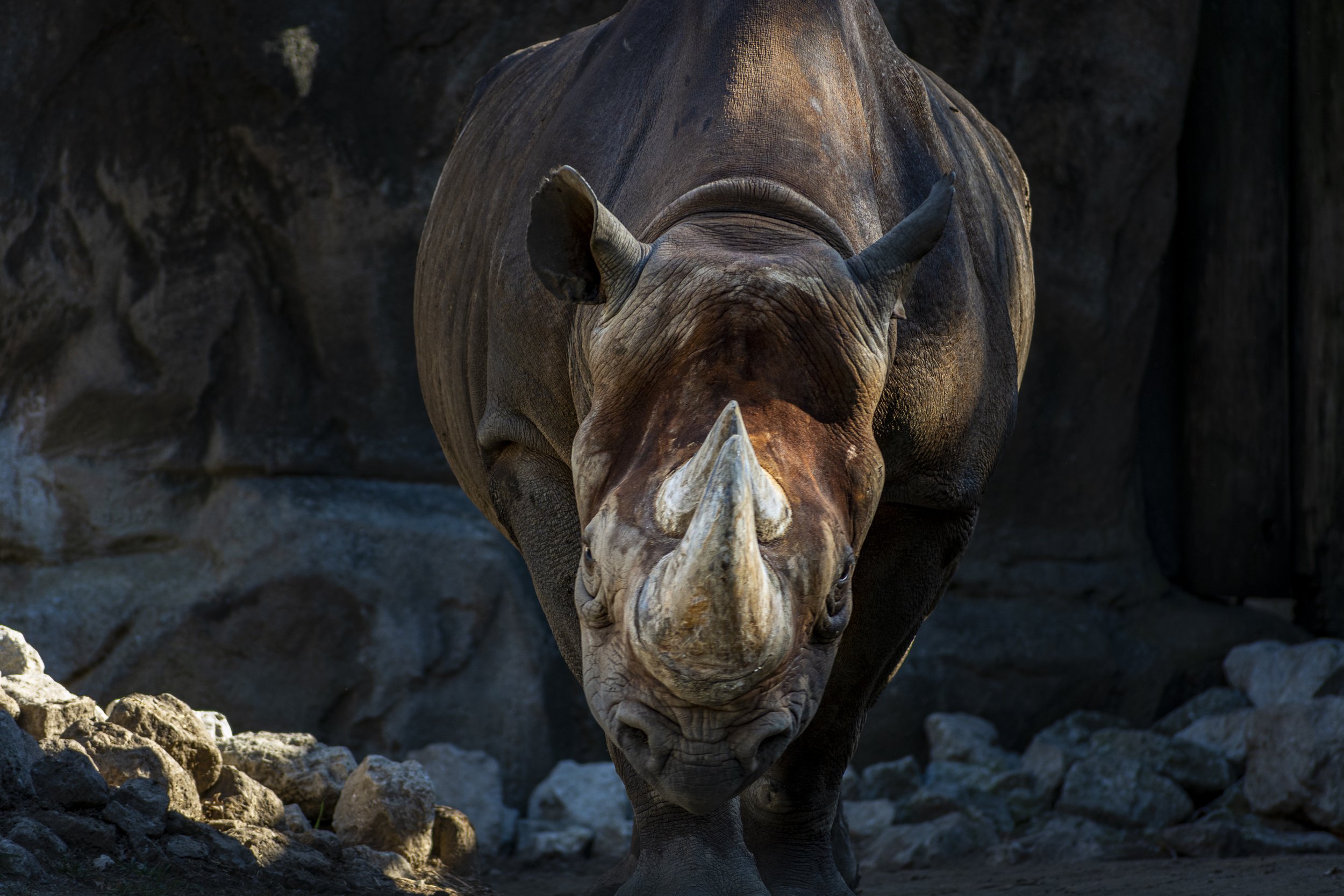 _DSC2740-Enhanced.jpg